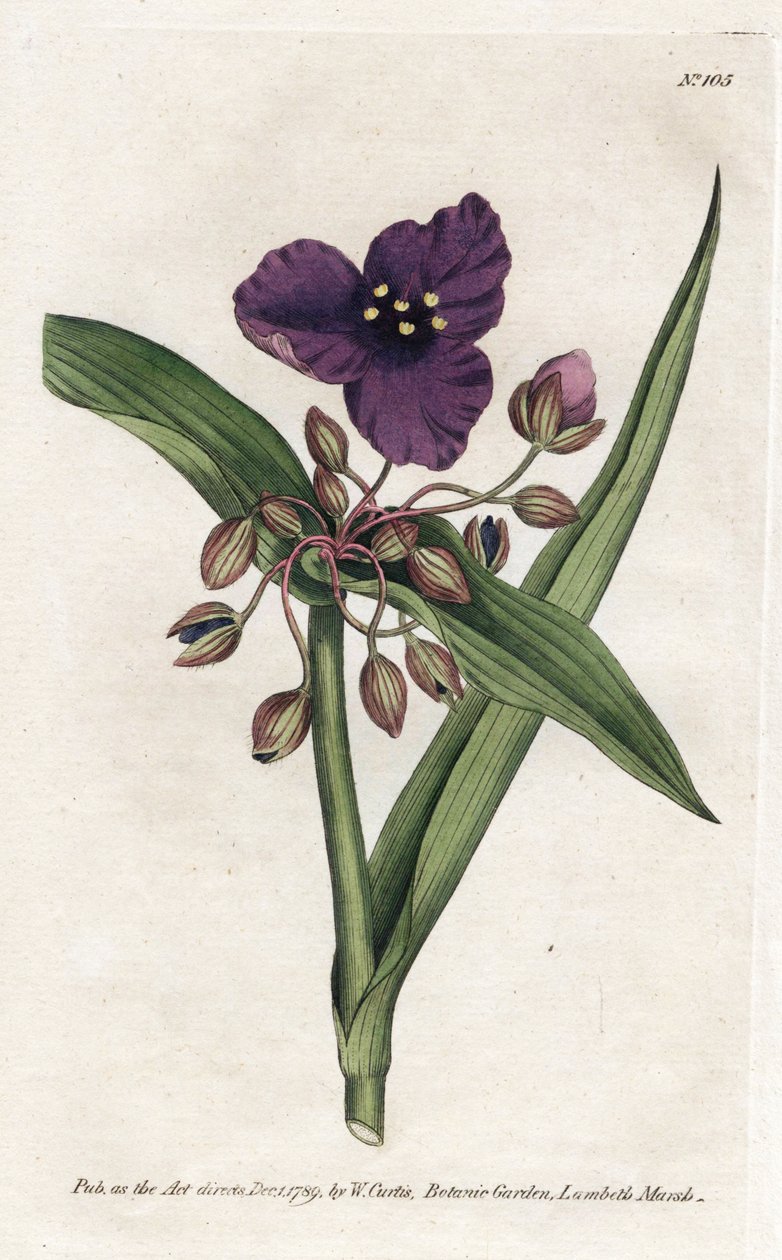 Tradescantia ou setcreasee - Litografi af James Sowerby (1757-1822), fra William Curtis