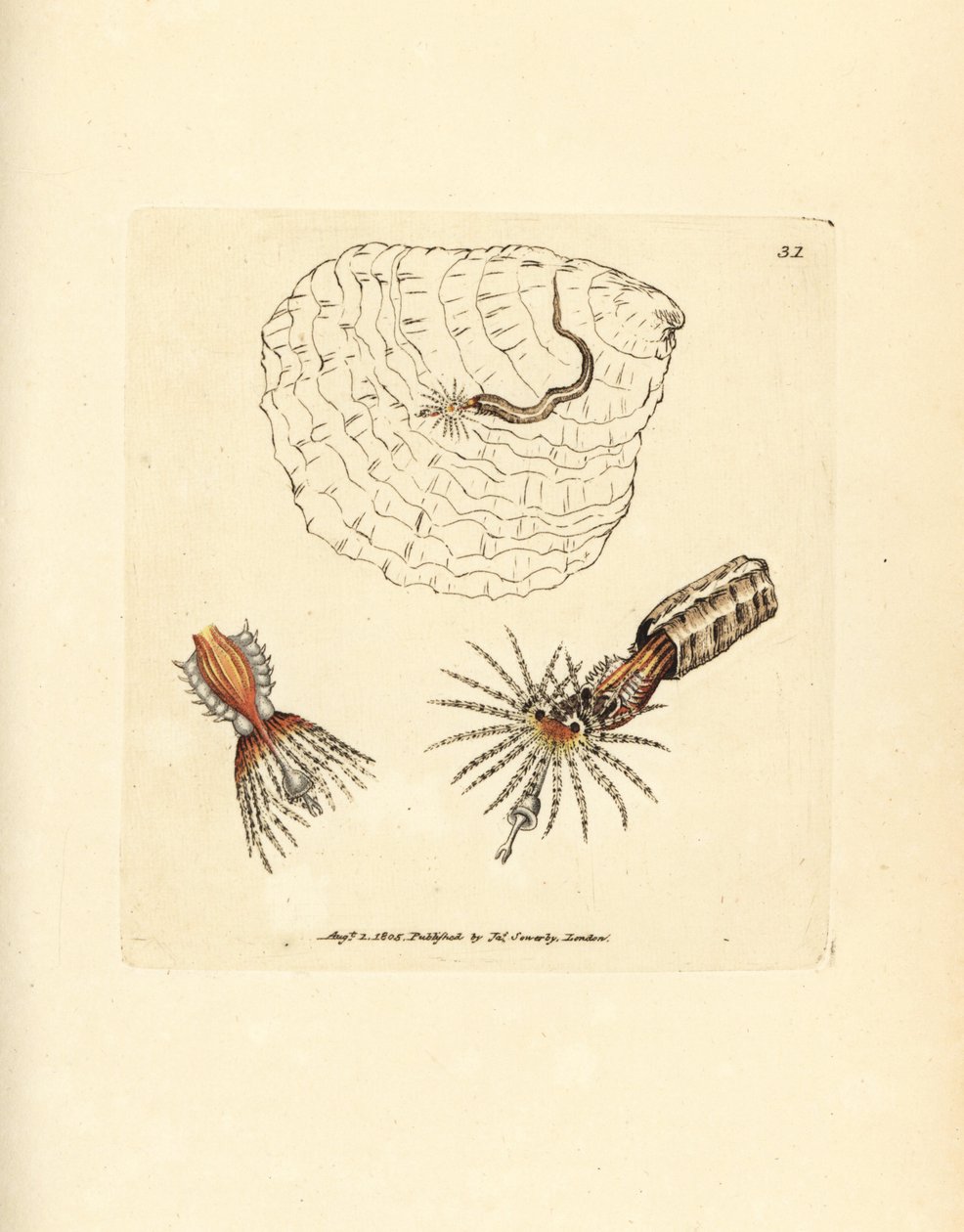Rørbyggende annelid vifteorm, Spirobranchus triqueter. Håndfarvet kobberstik af James Sowerby fra The British Miscellany, eller farvede figurer af nye, sjældne eller lidet kendte dyreemner. af James Sowerby
