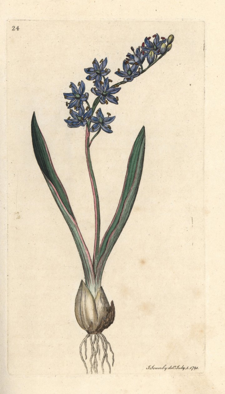 To-bladet squill, Scilla bifolia Håndfarvet kobberstik efter en illustration af James Sowerby fra James Smith