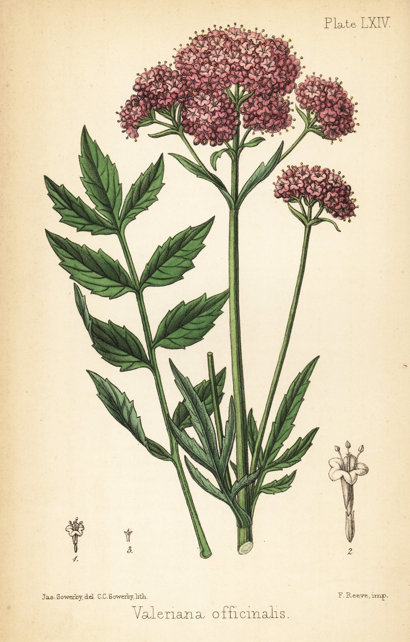 Baldrian, Valeriana officinalis. Håndfarvet litografi af Charlotte Caroline Sowerby efter en illustration af James Sowerby fra Edward Hamiltons Flora Homeopathica, Bailliere, London af James Sowerby