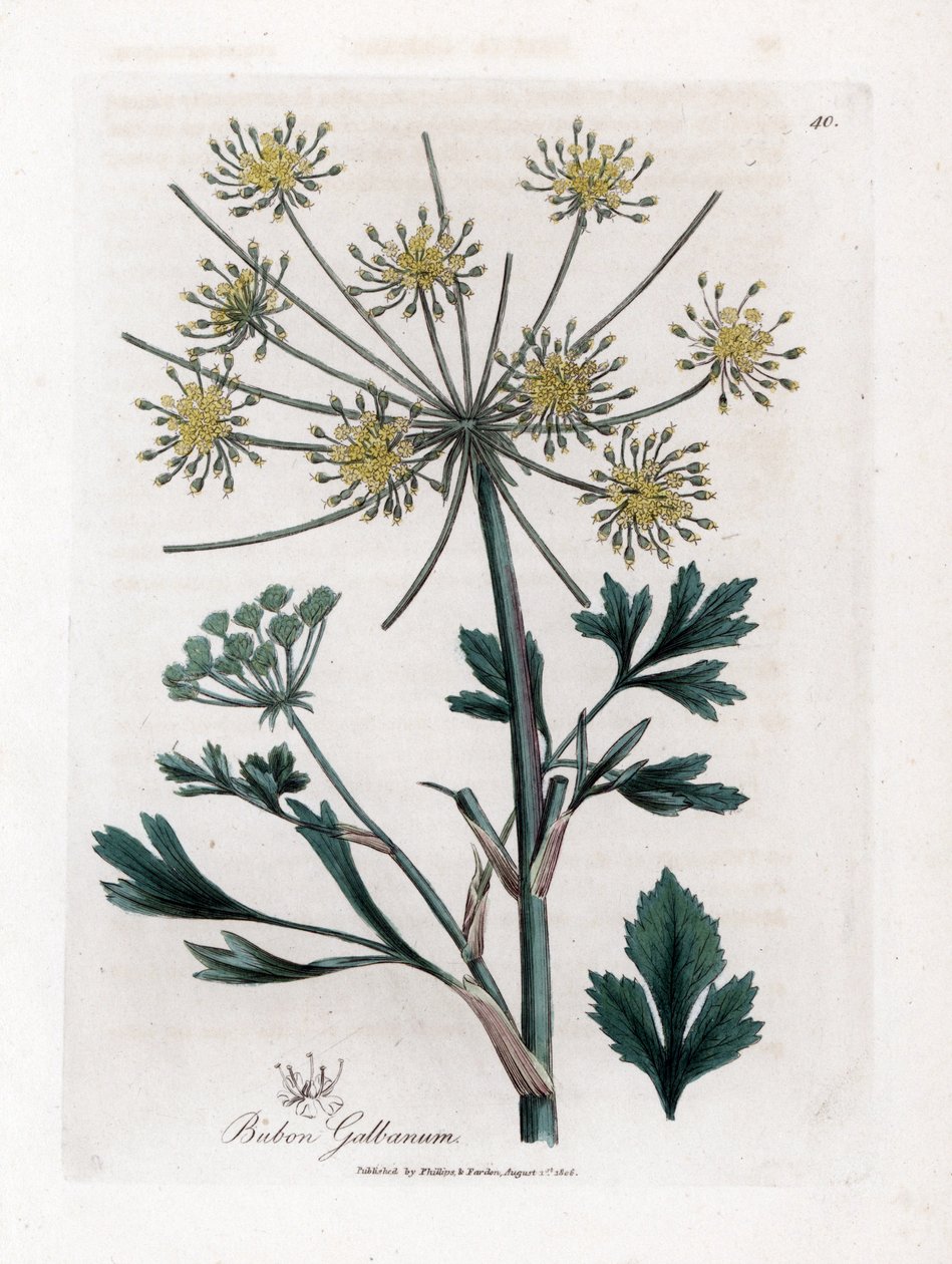 Variety umbellifere producerende harpiksgummi - Lovage-leaved bubon, Bubon galbanum. Håndfarvet kobberstik fra en botanisk illustration af James Sowerby fra William Woodville og Sir William Jackson Hookers "" Medical Botany,"" John Bohn, London af James Sowerby