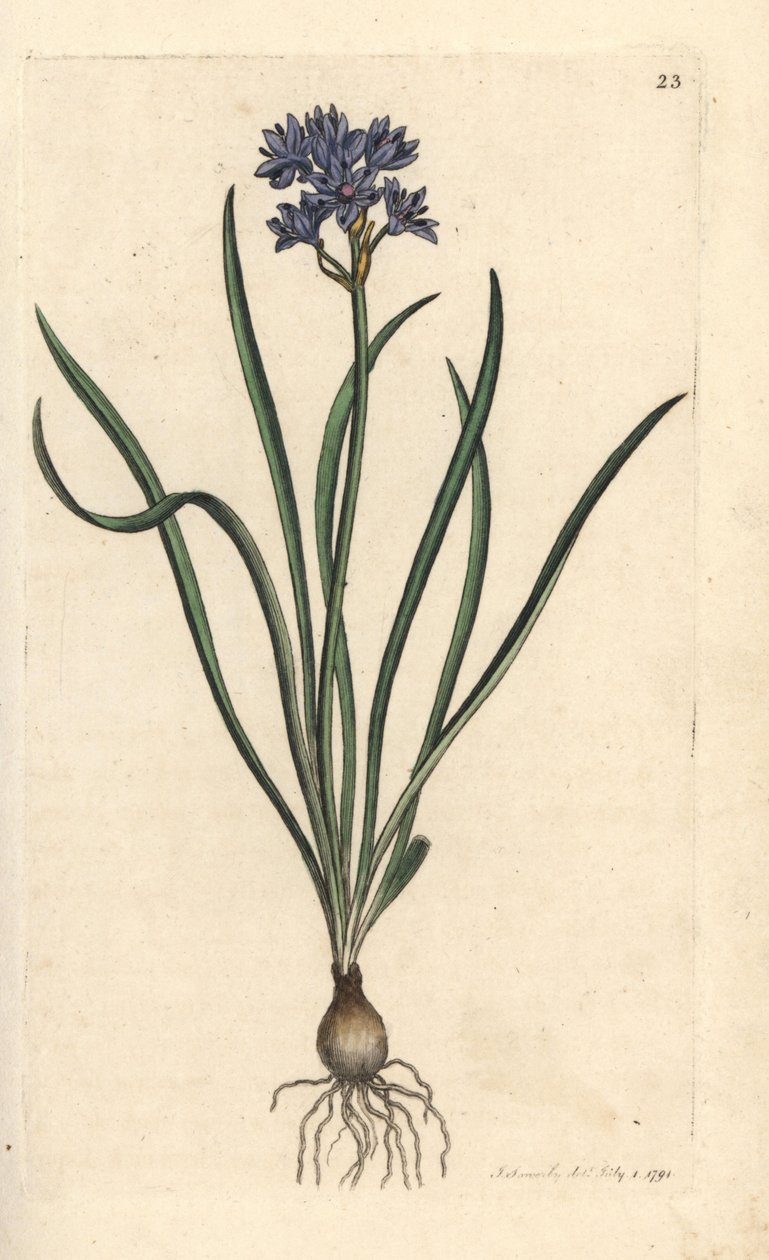 Vernal eller spring squill, Scilla verna (Spring Scille) Håndfarvet kobberstik efter en illustration af James Sowerby fra James Smith
