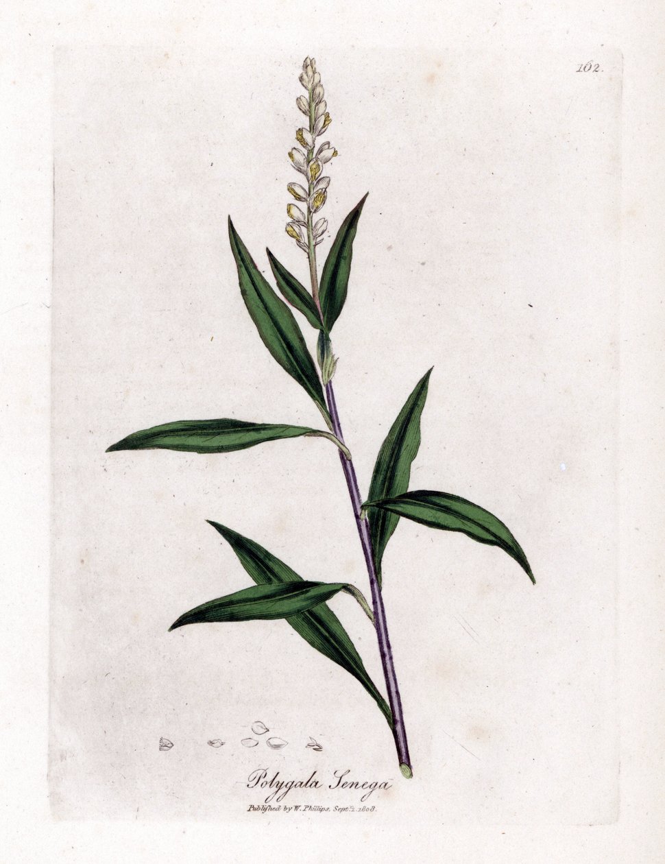 Virginia polygale eller mælkegræs - Senega, Polygala senega. Håndfarvet kobberstik fra en botanisk illustration af James Sowerby fra William Woodville og Sir William Jackson Hookers "" Medical Botany,"" John Bohn, London af James Sowerby
