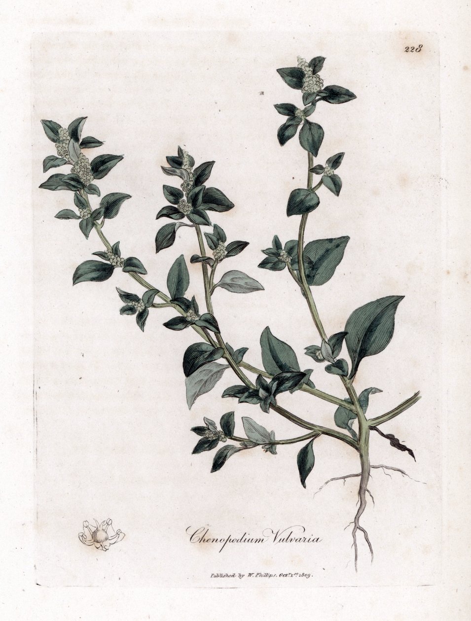 Vuvaire - Stinkende gåsefod, Chenopodium vulvaria. Håndfarvet kobberstik fra en botanisk illustration af James Sowerby fra William Woodville og Sir William Jackson Hookers "" Medical Botany,"" John Bohn, London af James Sowerby