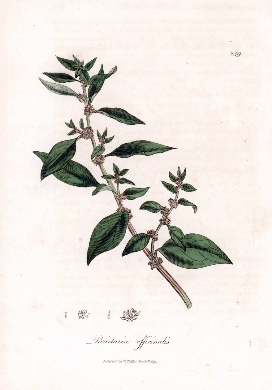 Vægpellitory, Parietaria officinalis. Håndfarvet kobberstik fra en botanisk illustration af James Sowerby fra William Woodville og Sir William Jackson Hookers "" Medical Botany,"" John Bohn, London af James Sowerby