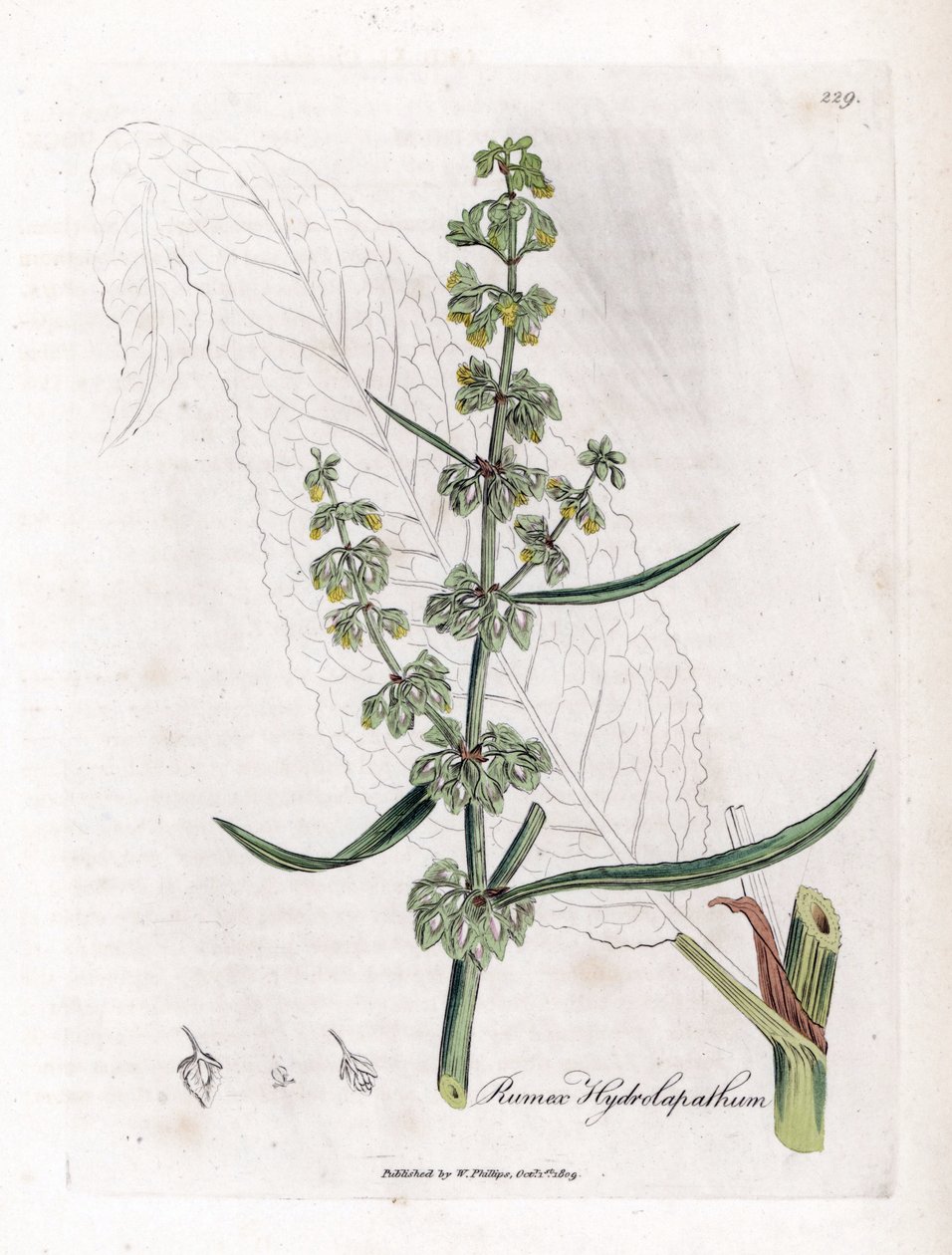 Water Patience eller Aquatic Patience - Fantastisk vanddok, Rumex hydrolapathum. Håndfarvet kobberstik fra en botanisk illustration af James Sowerby fra William Woodville og Sir William Jackson Hookers "" Medical Botany,"" John Bohn, London af James Sowerby
