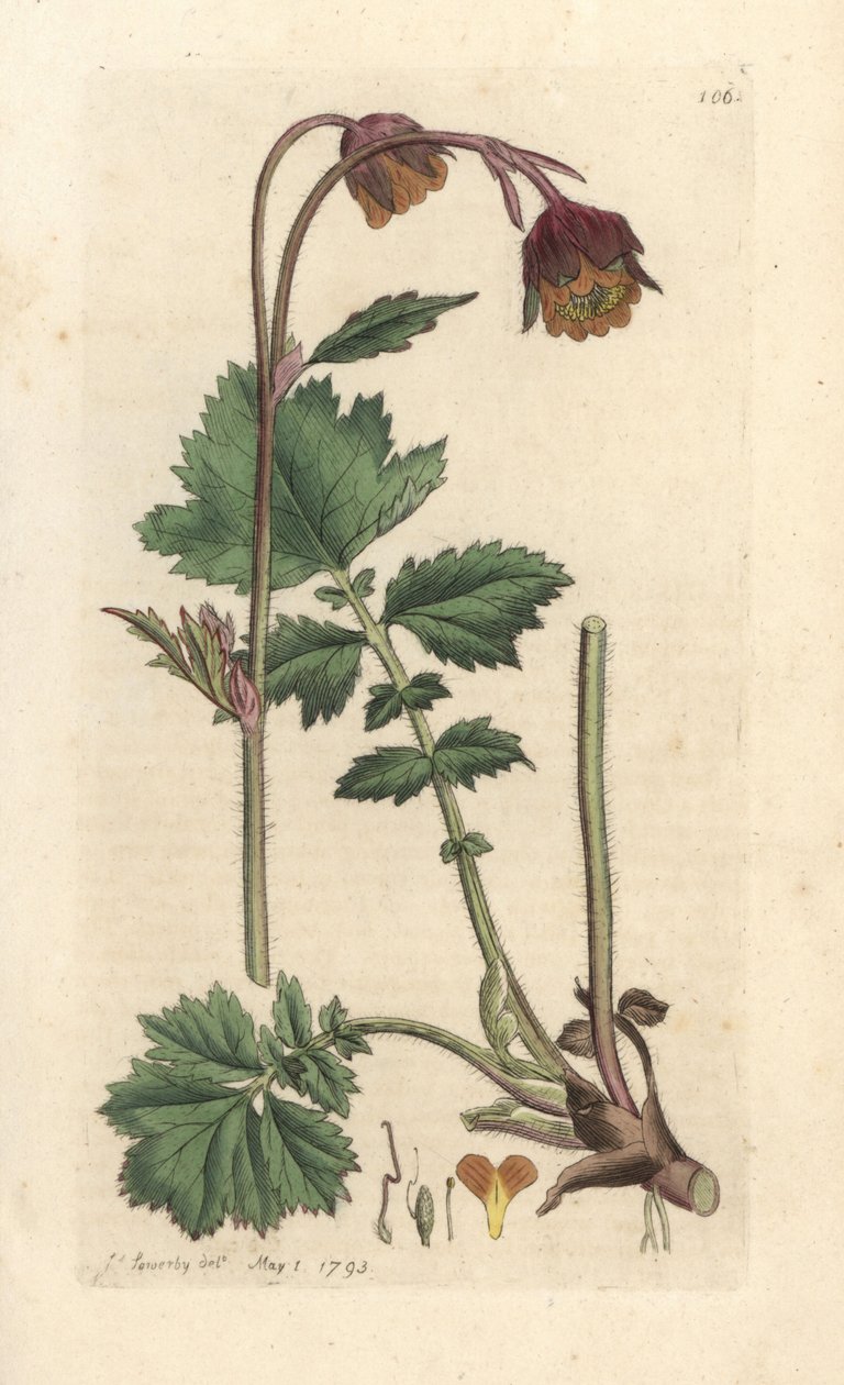 Water avens, Geum rivale Håndfarvet kobberstik efter en illustration af James Sowerby fra James Smith