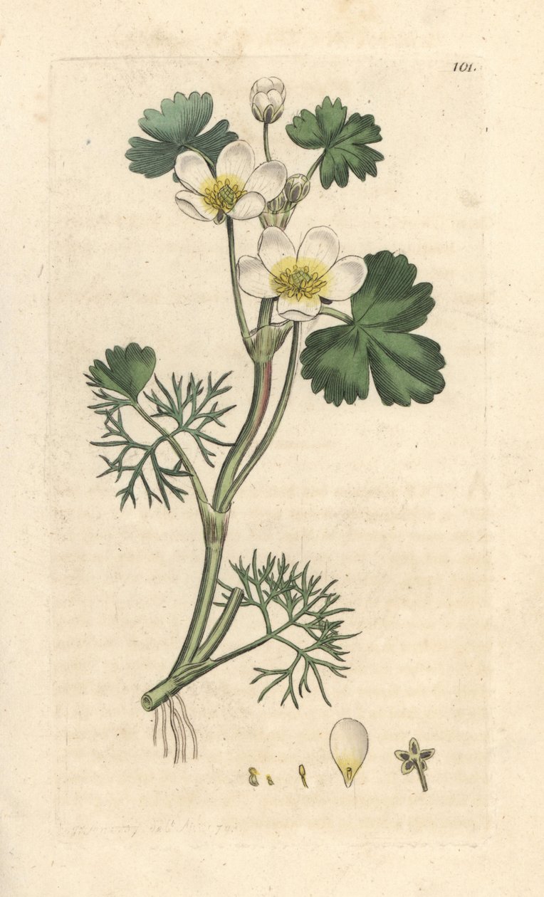 Vandkragefod, Ranunculus aquatilis (Aquatic Buttercup) Håndfarvet kobberstik efter en illustration af James Sowerby fra James Smith