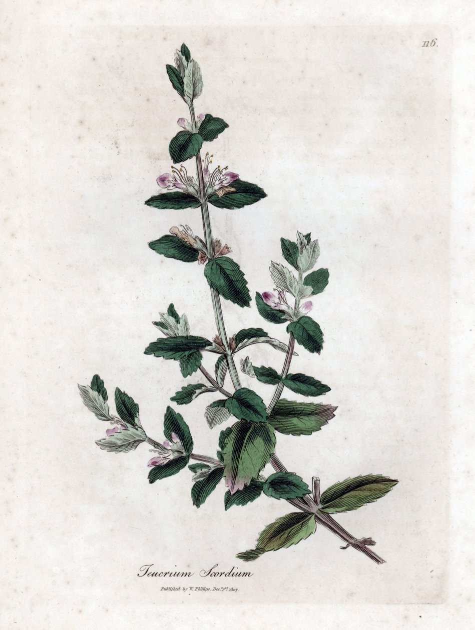 Vand germandree - Vand germandree, Teucrium scordium. Håndfarvet kobberstik fra en botanisk illustration af James Sowerby fra William Woodville og Sir William Jackson Hookers "" Medical Botany,"" John Bohn, London af James Sowerby