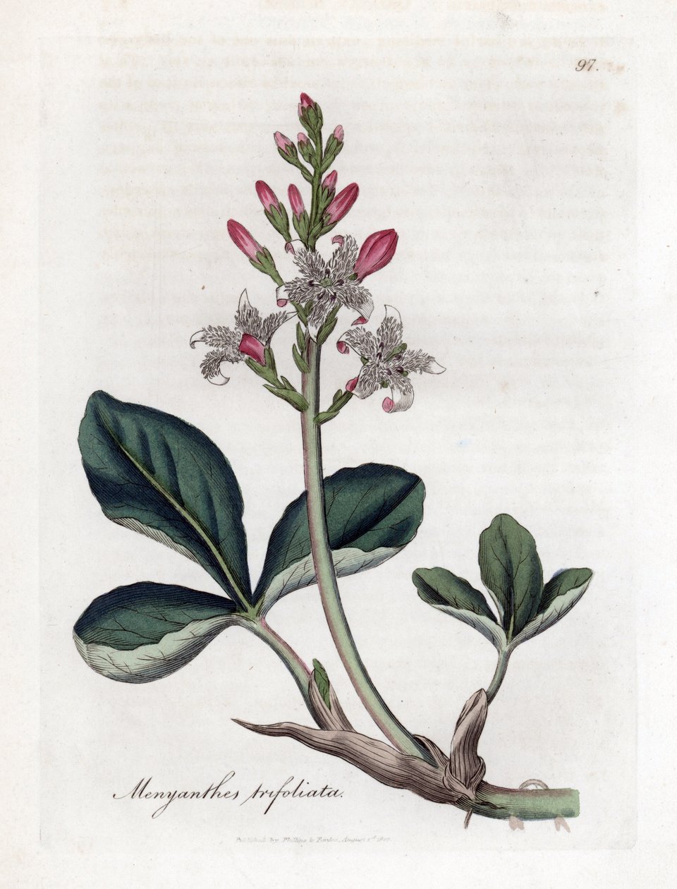 Vandtrefoil eller buckbean, Menyanthes trifoliata. Håndfarvet kobberstik fra en botanisk illustration af James Sowerby fra William Woodville og Sir William Jackson Hookers "" Medical Botany,"" John Bohn, London af James Sowerby