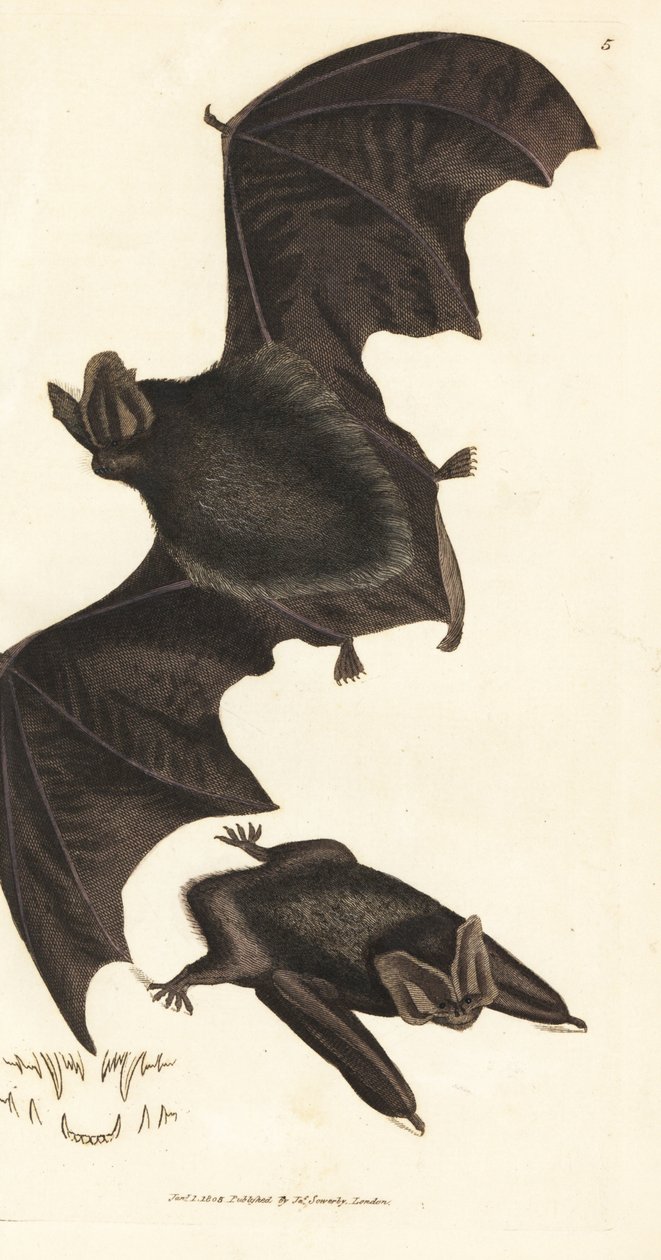 Western barbastelle flagermus, Barbastella barbastellus barbastellus (Vespertilio barbastellus). Håndfarvet kobberstik af James Sowerby fra The British Miscellany, eller farvede figurer af nye, sjældne eller lidet kendte dyreemner. af James Sowerby