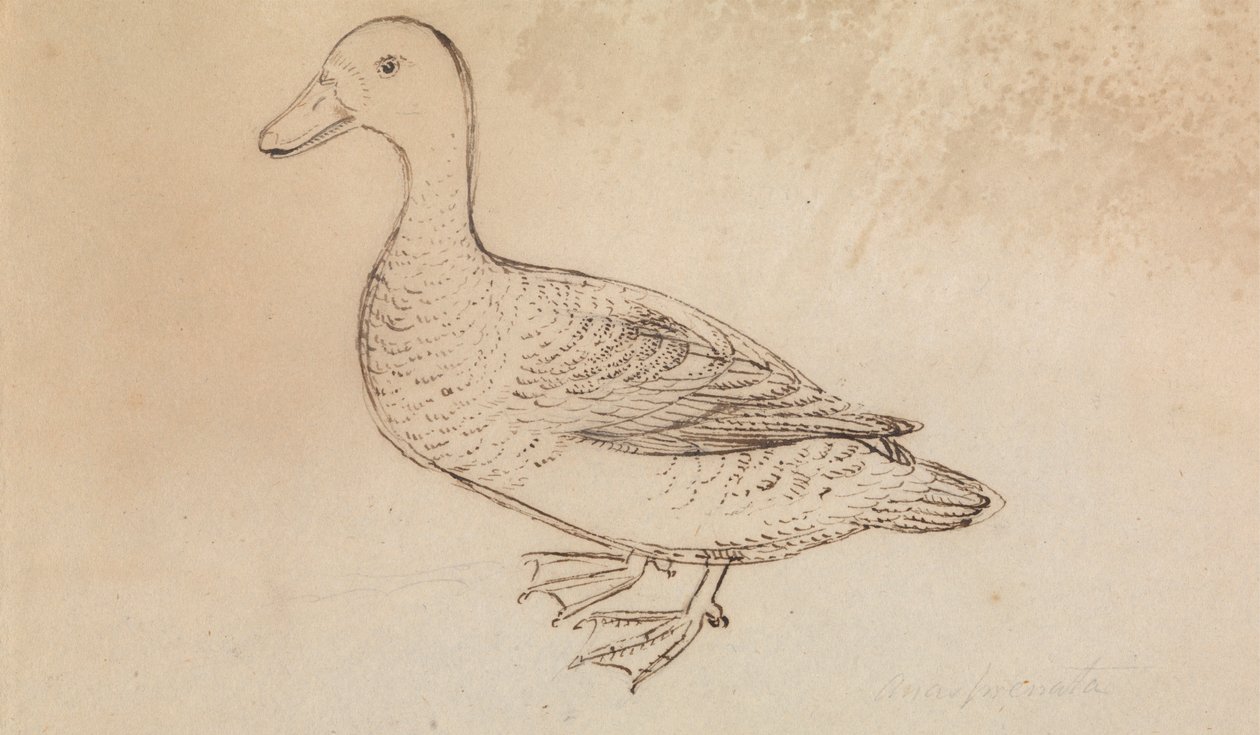 White-faced Whistling Duck af James Sowerby