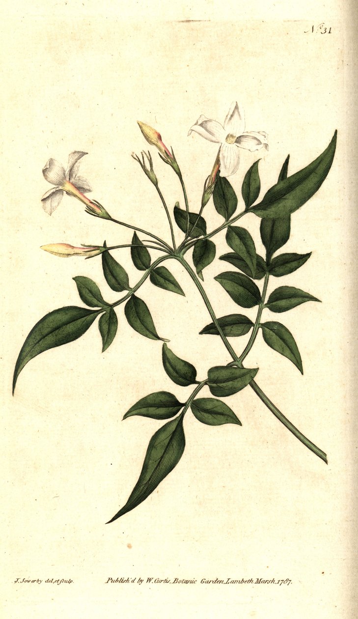 Hvid Jasmin (eller Jasmine officinal) - Almindelig Jasmin eller Jessamin, Jasminum officinale. Håndfarvet kobberstik og botanisk illustration af James Sowerby fra William Curtis