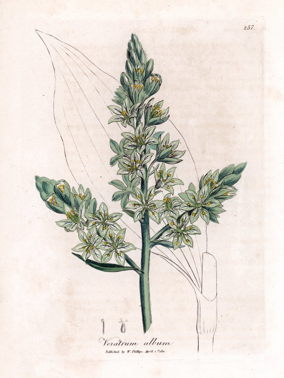 White Veratre (tidligere hvid hellebore) - White hellebore, Veratrum album. Håndfarvet kobberstik fra en botanisk illustration af James Sowerby fra William Woodville og Sir William Jackson Hookers "" Medical Botany,"" John Bohn, London af James Sowerby
