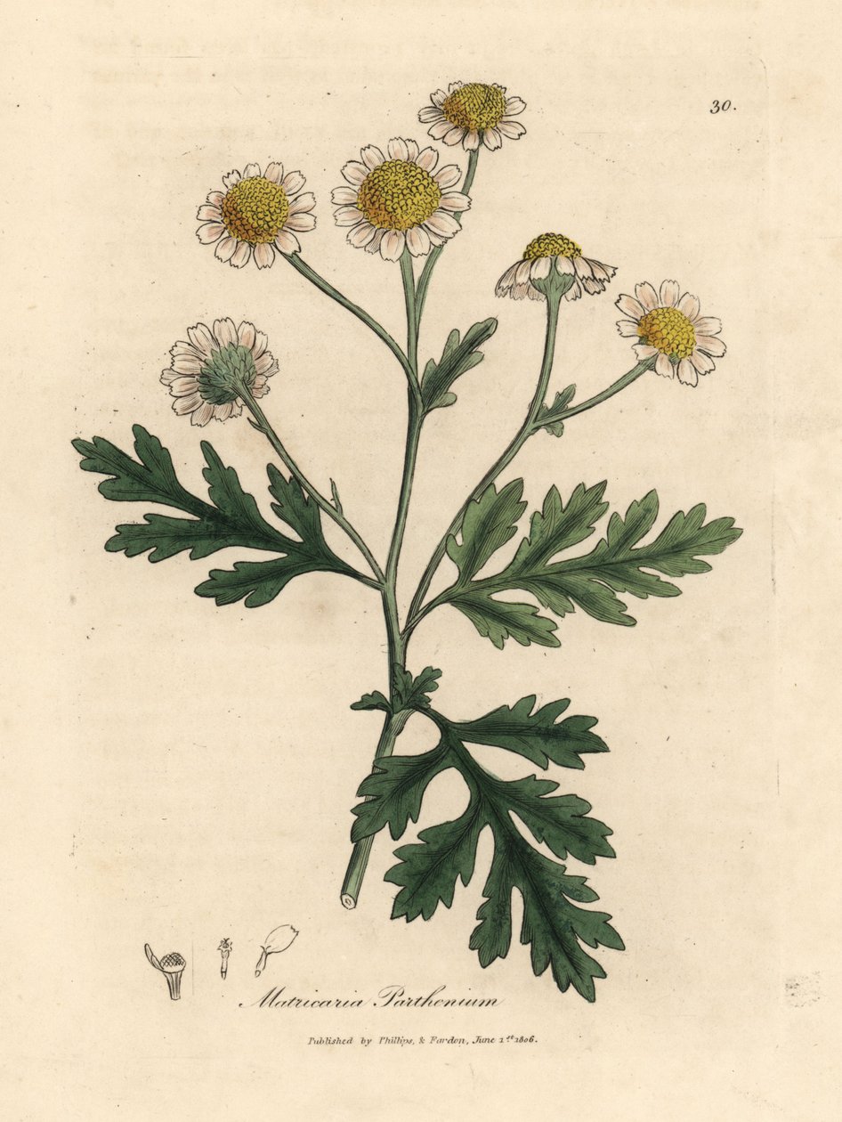 Hvid- og gulblomstret feberblomst, Matricaria parthenium af James Sowerby