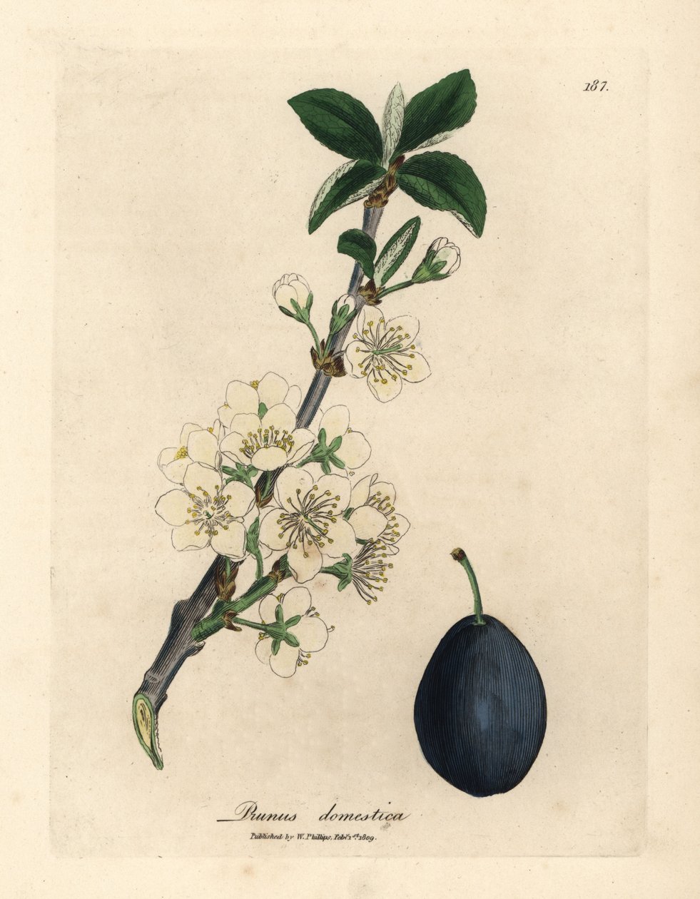 Hvid blomst og frugt af blommen eller beskæretræet, Prunus husholdning af James Sowerby