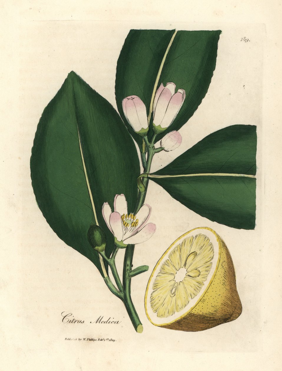 Hvide blomster og moden frugt segment af citrontræet, Citrus medica af James Sowerby