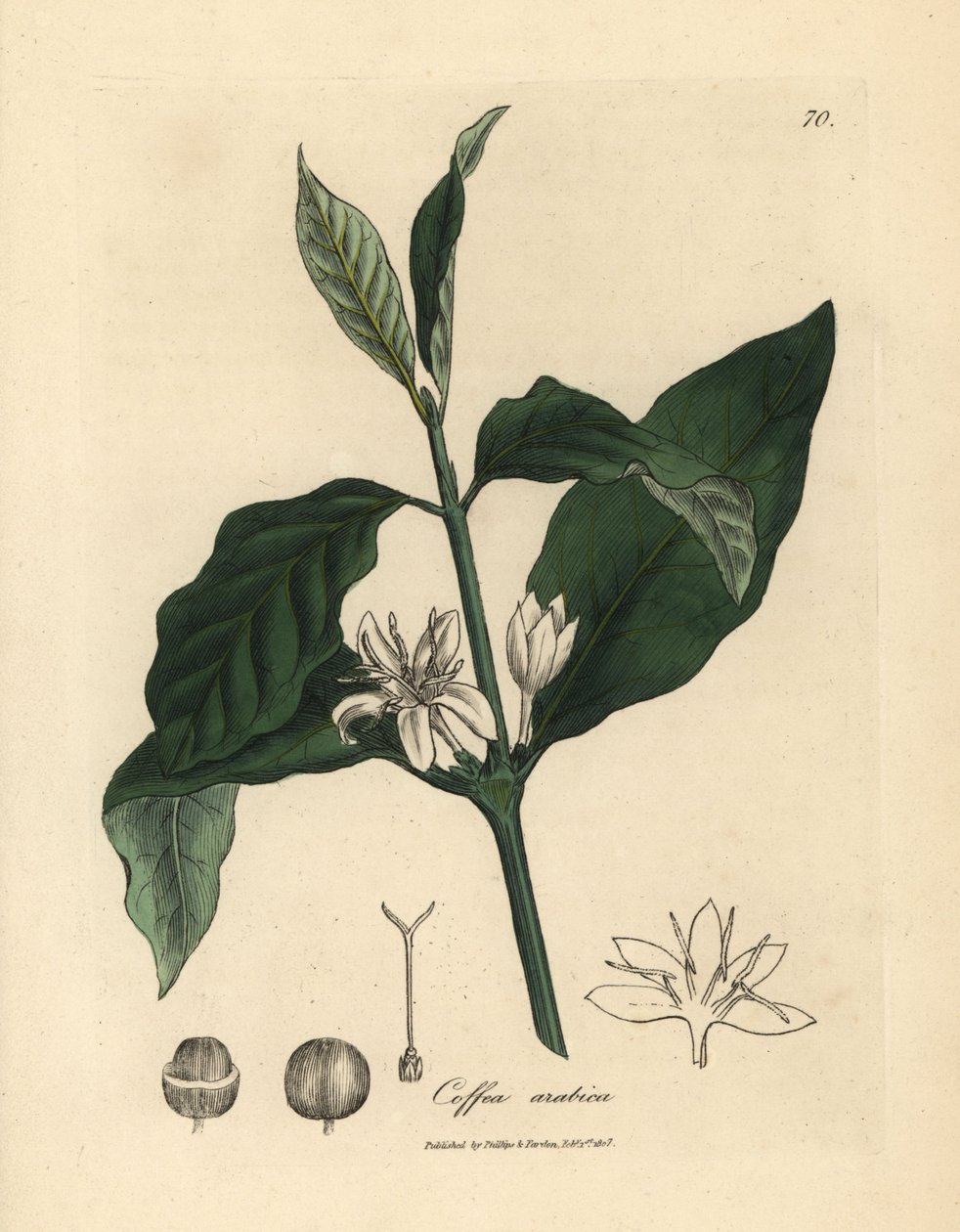 Hvid blomst, blade og bønne fra kaffeplanten Coffea arabica af James Sowerby