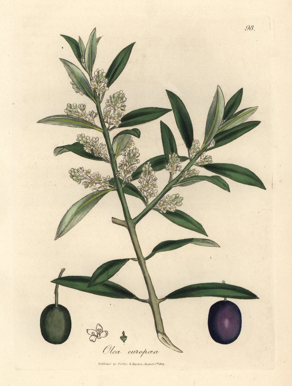 Hvidblomstret europæisk oliventræ med frugt, Olea Europaea af James Sowerby