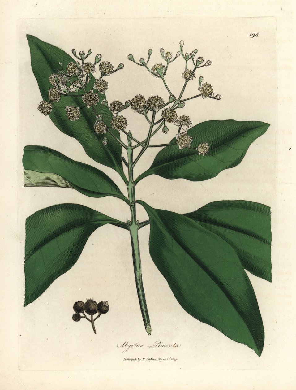 Hvidblomstret krydderitræ, Myrtus pimenta af James Sowerby
