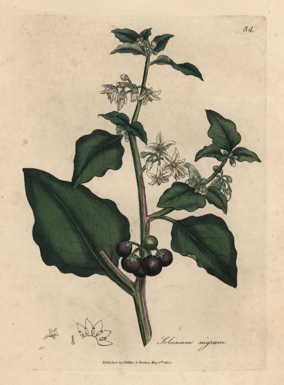 Hvidblomstret, sort bær, havenatskygge, Solanum nigrum af James Sowerby