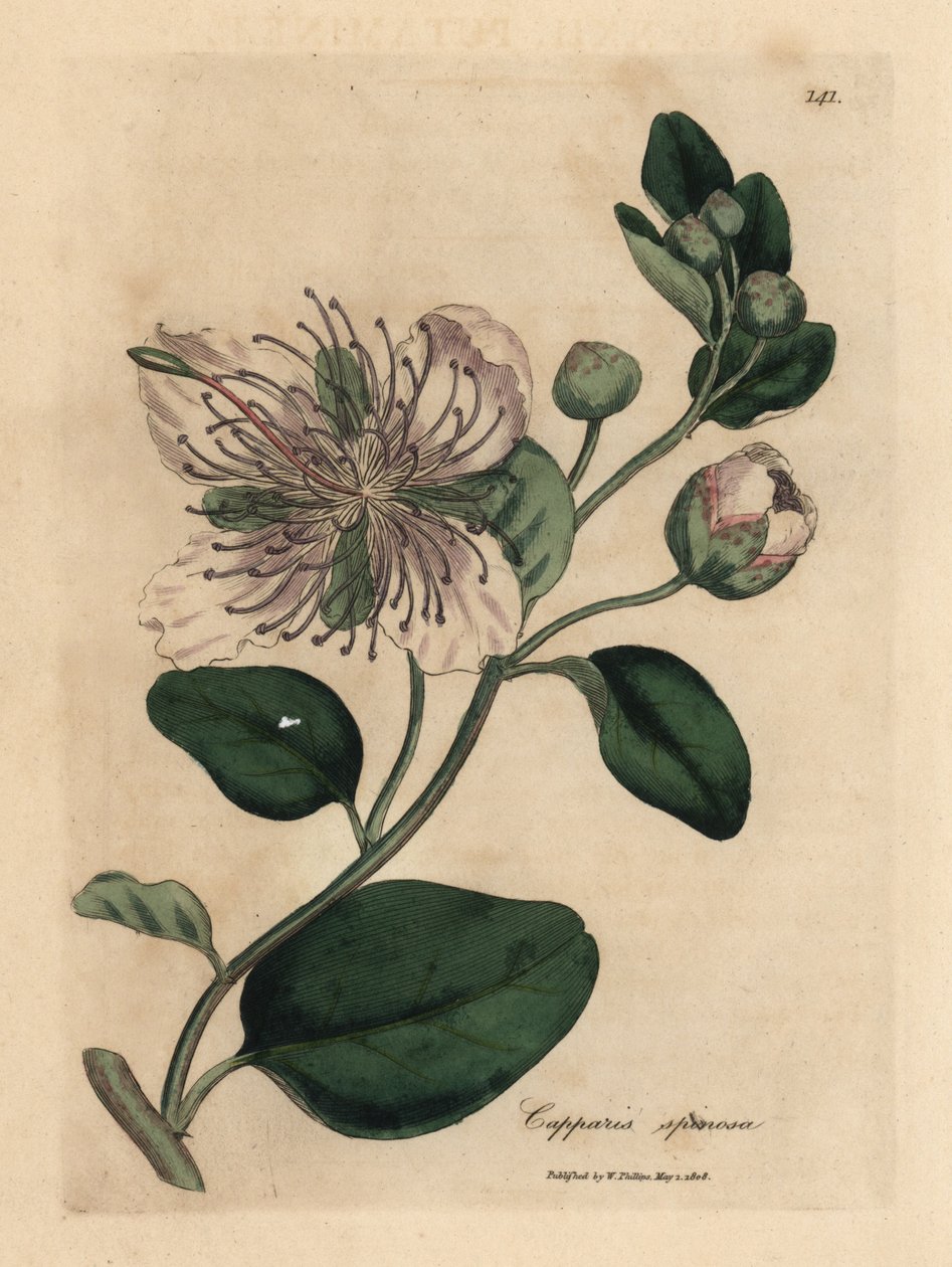 Hvidblomstret kapersbusk, Capparis spinosa af James Sowerby
