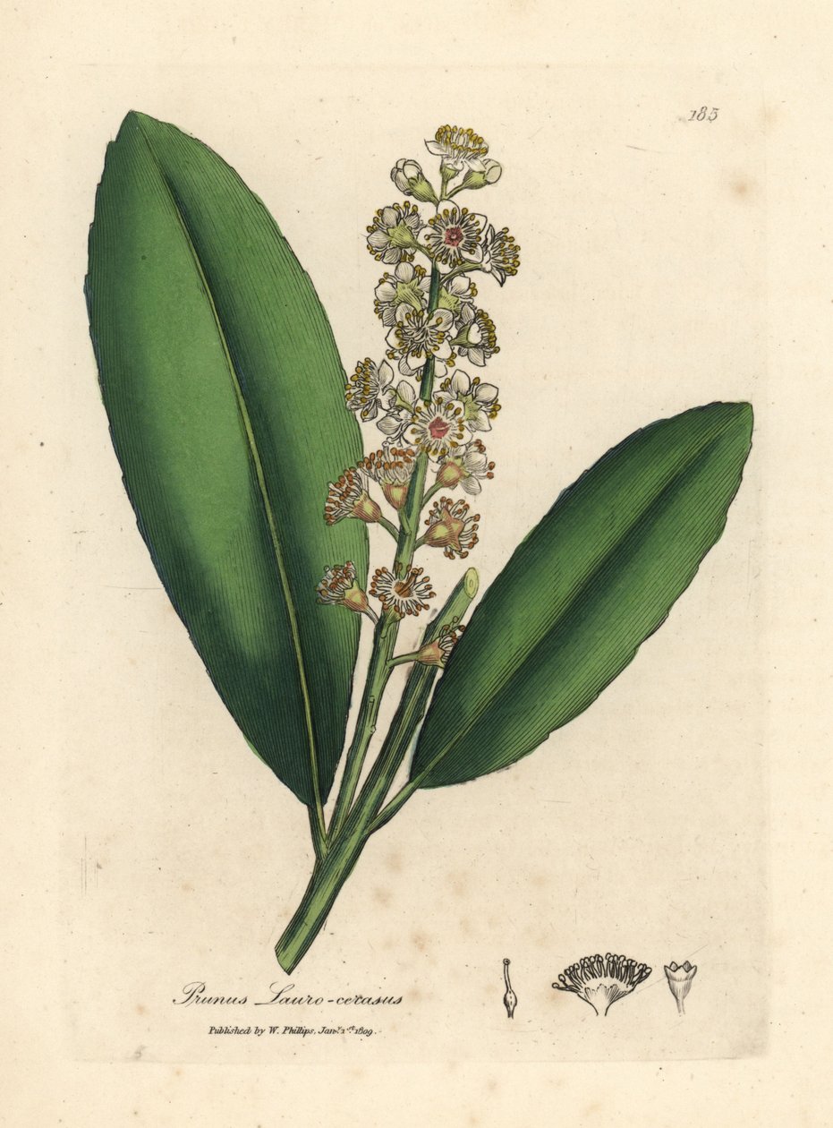 Hvidblomstret laurbærtræ, Prunus laurocerasus af James Sowerby