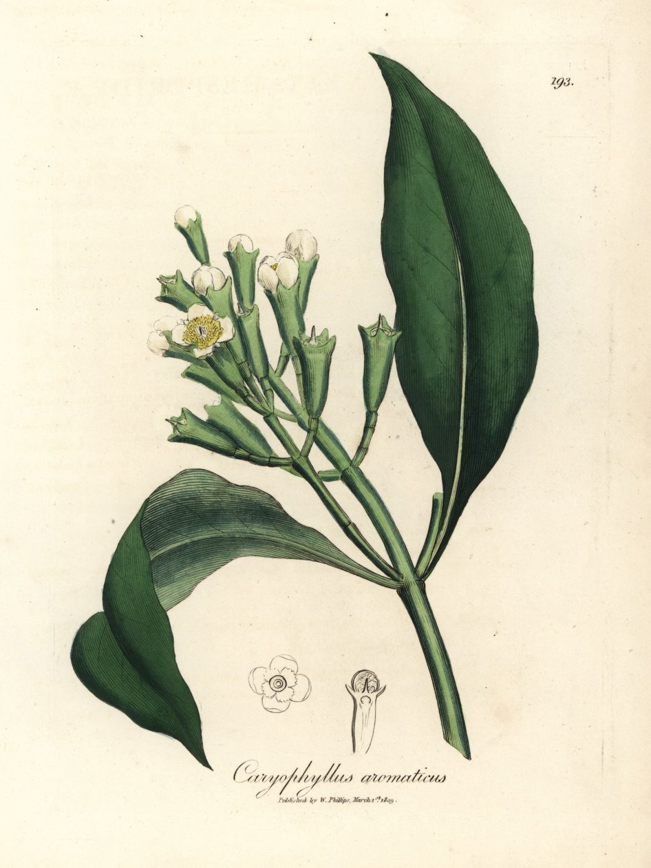 Hvidblomstret kryddernellike, Caryophyllus aromaticus af James Sowerby
