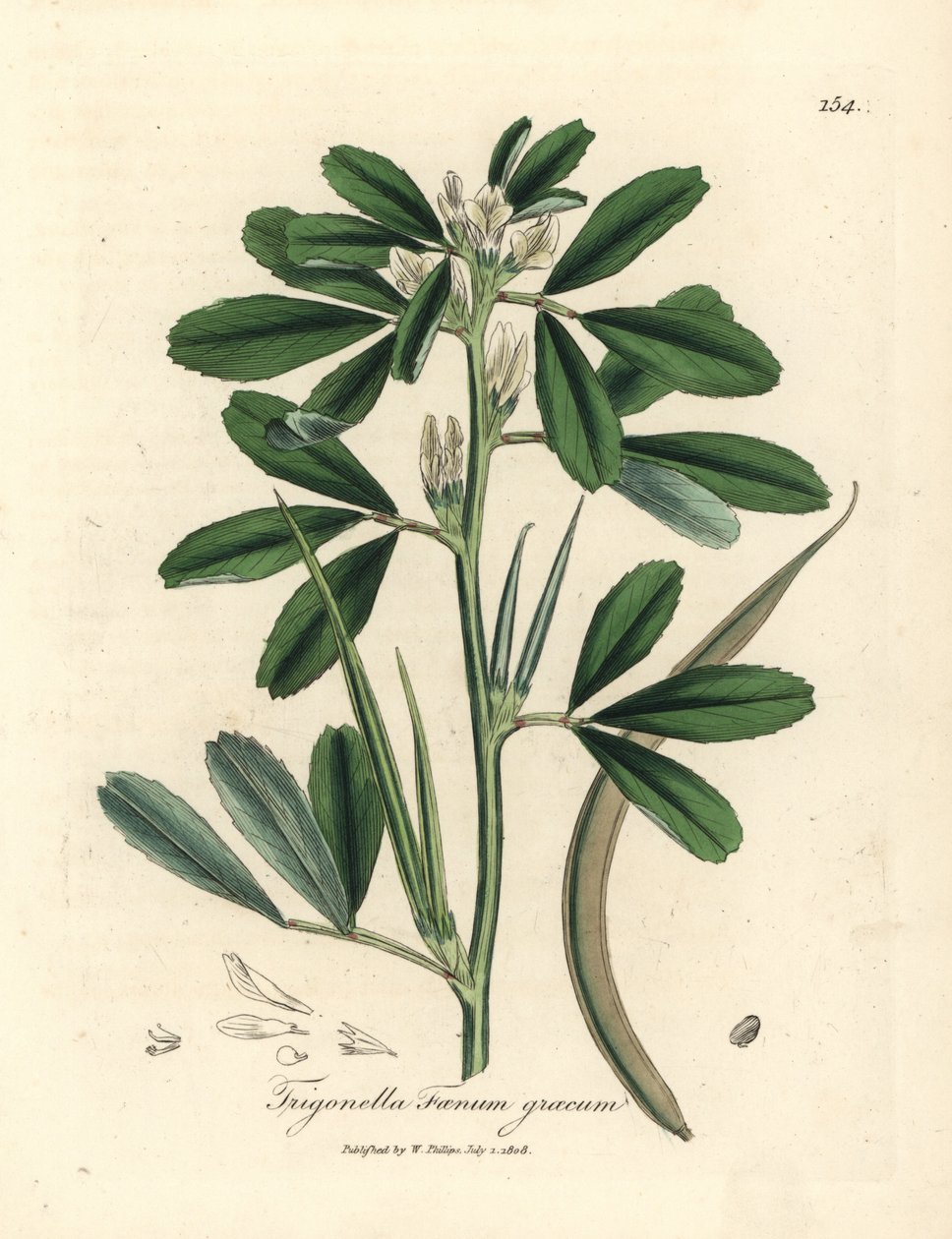 Hvidblomstret bukkehorn med frøstand, Trigonella foenum graecum af James Sowerby