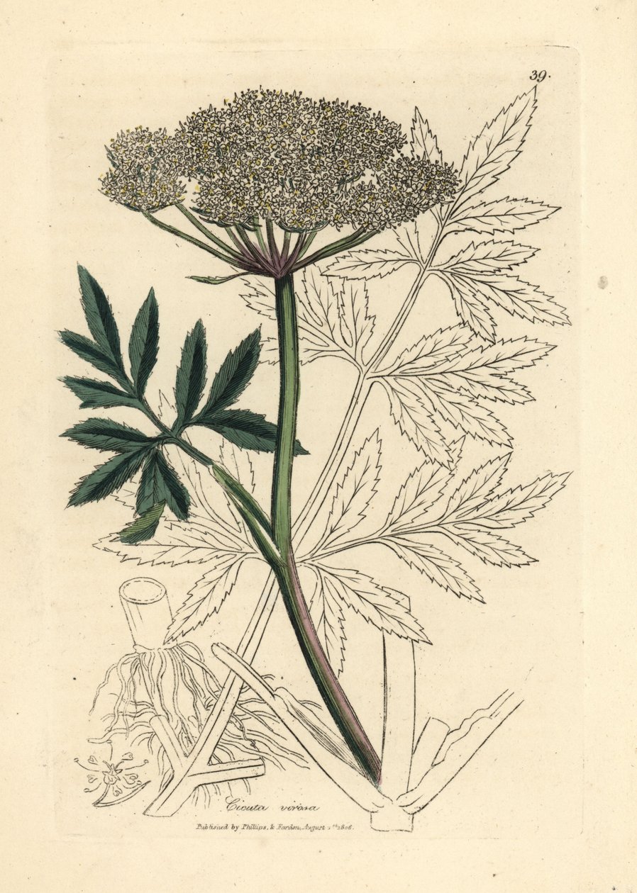 Hvidblomstret vandhæk, Cicuta virosa af James Sowerby