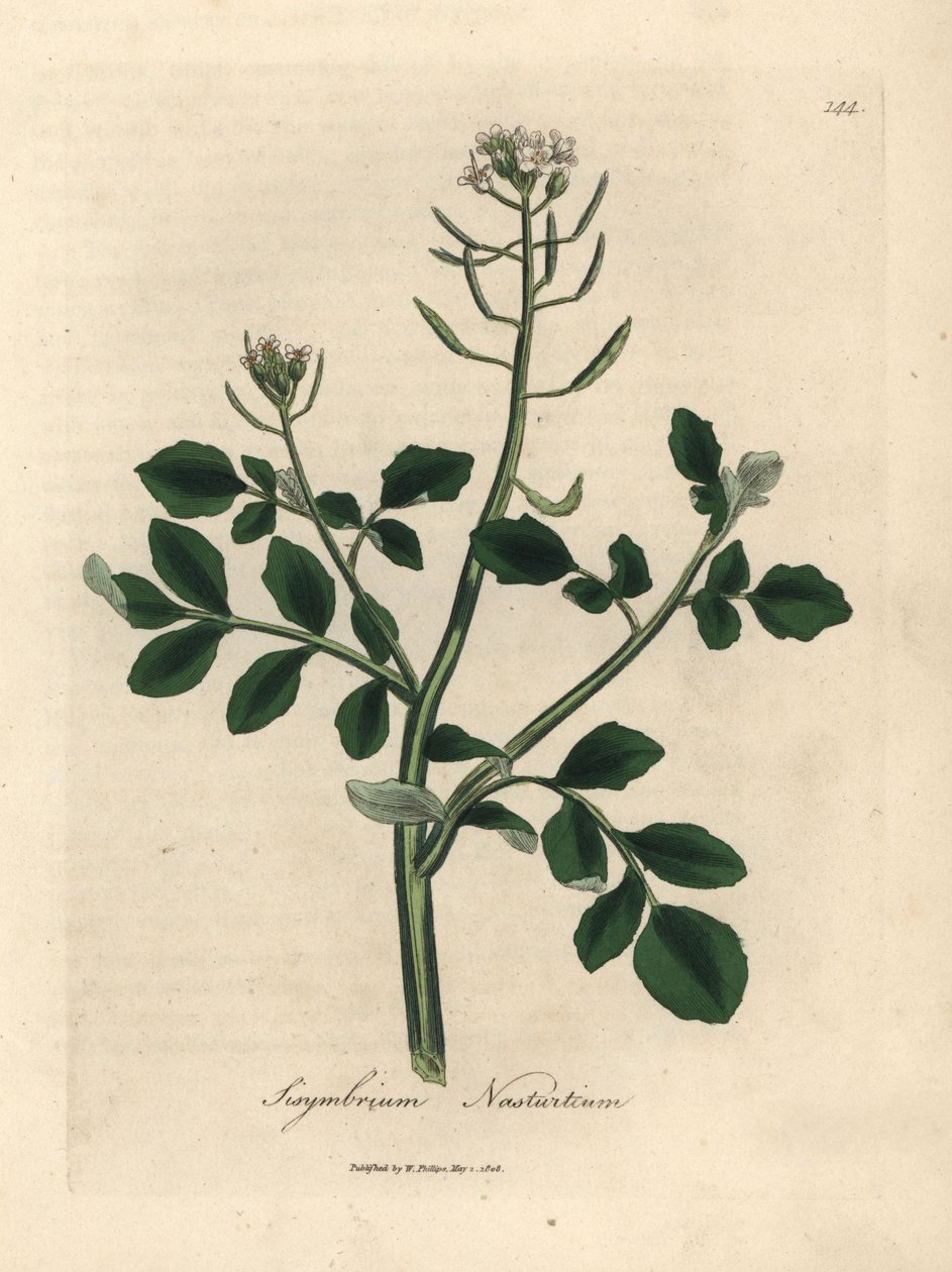 Hvidblomstret brøndkarse, Sisymbrium nasturtium af James Sowerby
