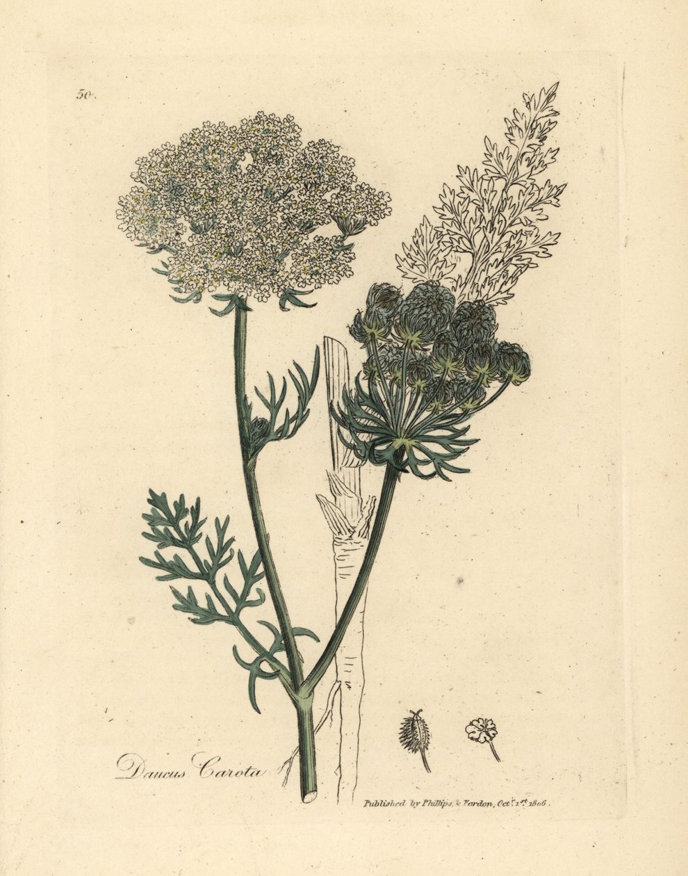Hvidblomstret vild gulerodsplante, Daucus carota af James Sowerby