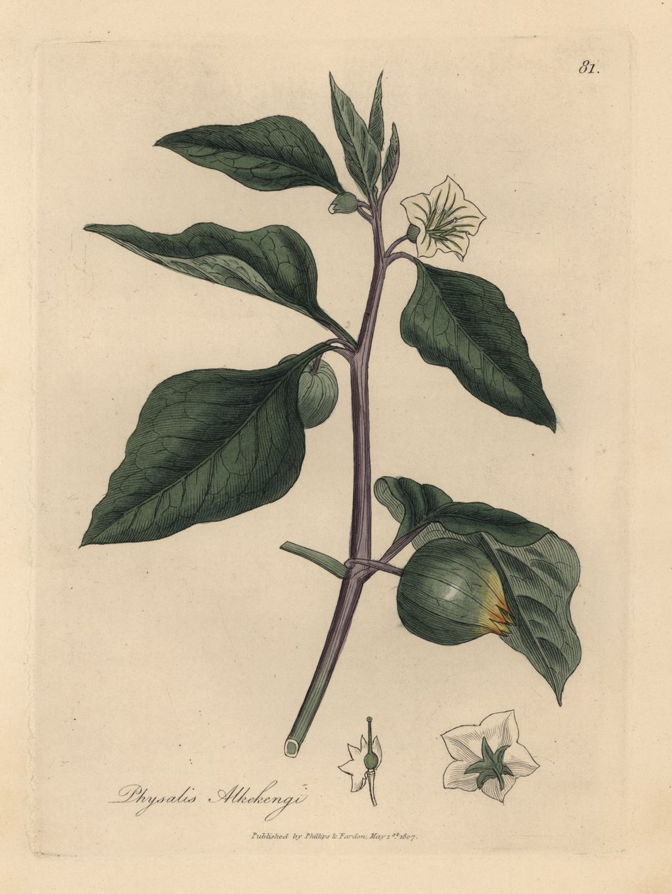 Hvidblomstret vinterkirsebær, Physalis alkekengi af James Sowerby