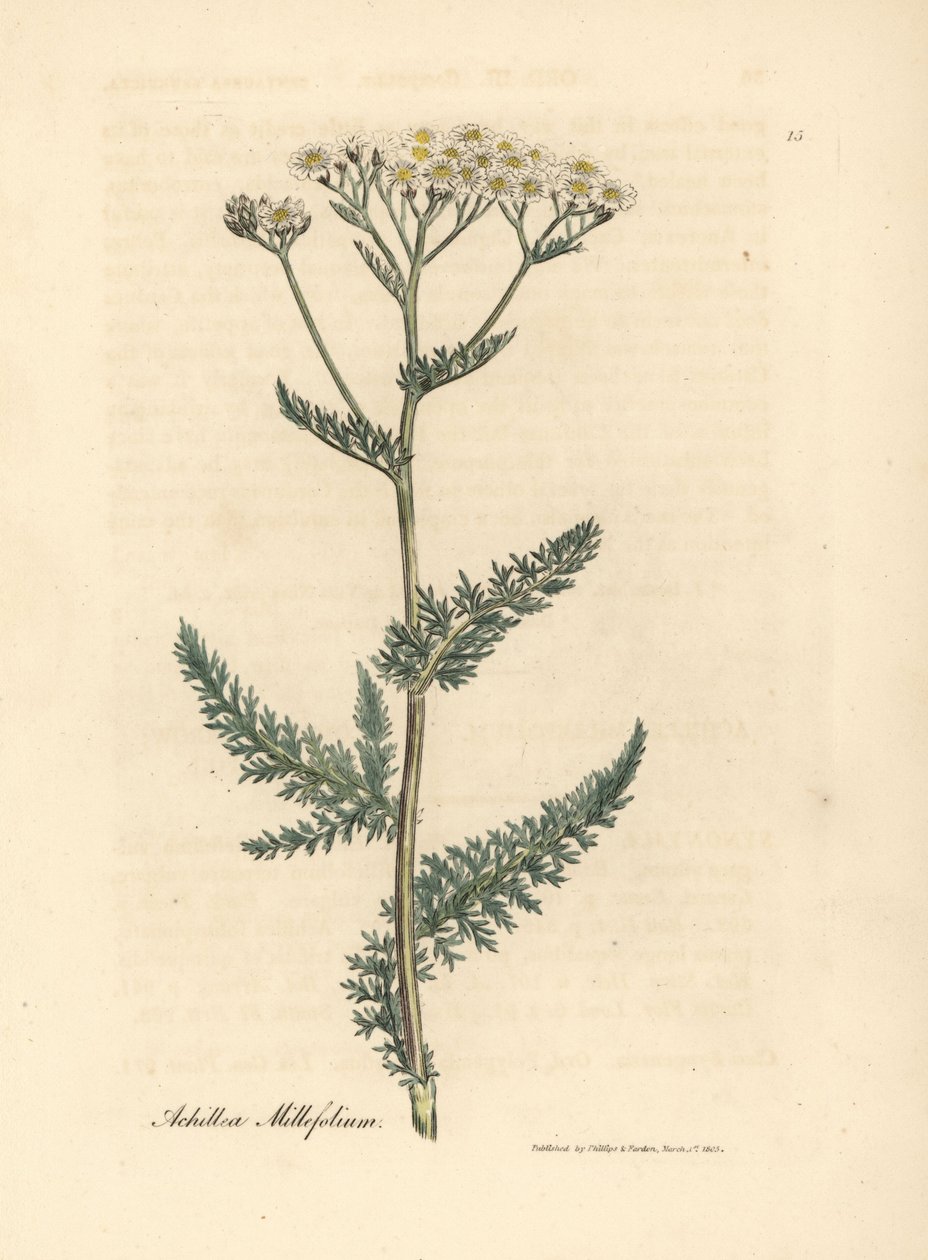 Hvidblomstret røllike eller milfoil, Achillea millefolium af James Sowerby
