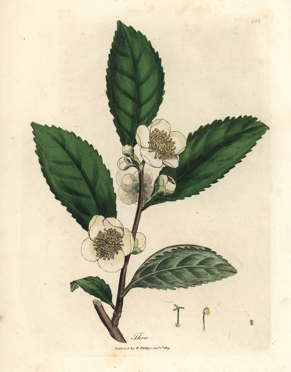 Hvide blomster og grønne teblade, Thea bohea, Camellia sinensis af James Sowerby