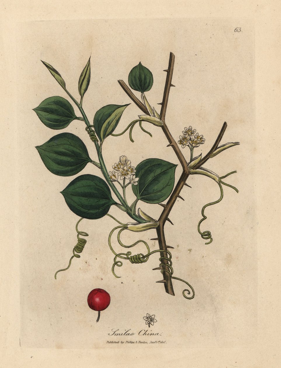 Hvide blomster, ranker og røde bær af kinesisk smilax af James Sowerby