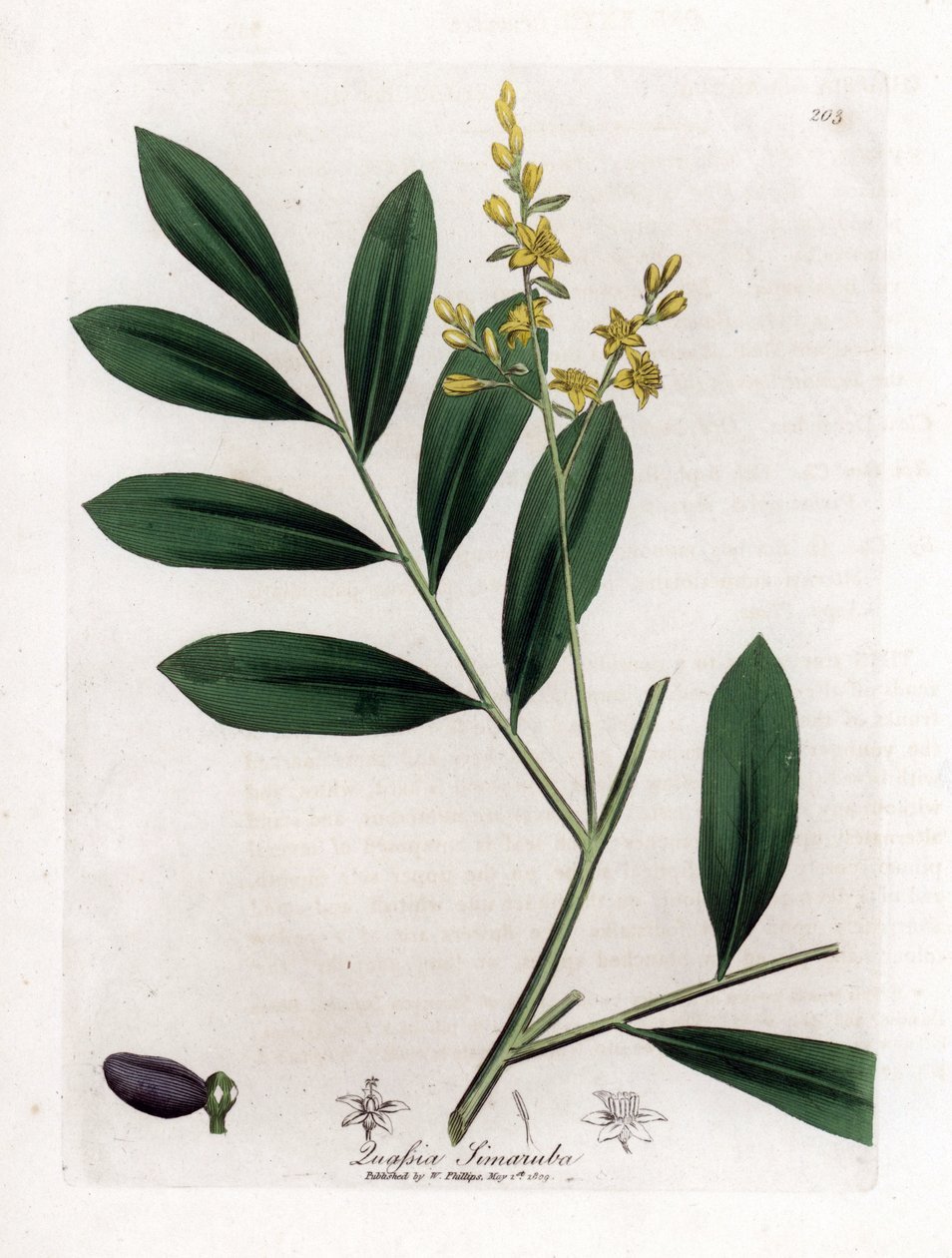 Hvid mahogni eller marupa - Simaruba, Simarouba amara. Håndfarvet kobberstik fra en botanisk illustration af James Sowerby fra William Woodville og Sir William Jackson Hookers "" Medical Botany,"" John Bohn, London af James Sowerby