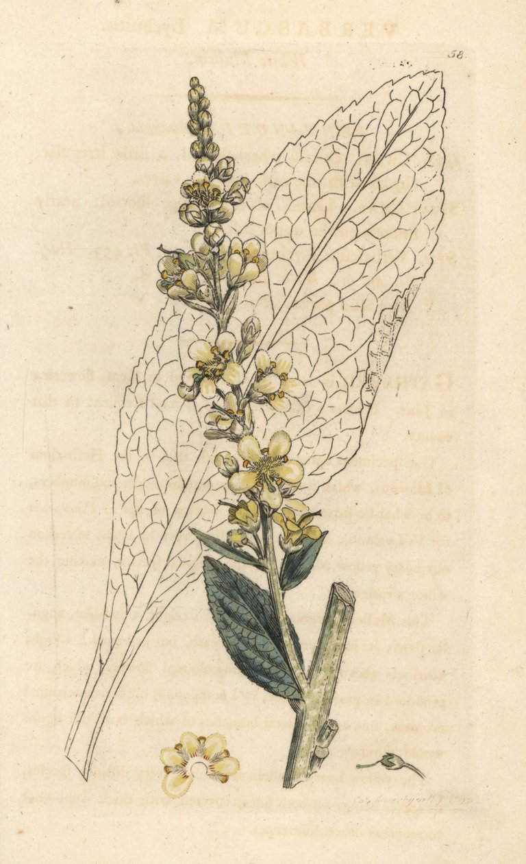 Hvid mullein, Verbasum lychnitis (molene) Håndfarvet kobberstik efter en illustration af James Sowerby fra James Smith