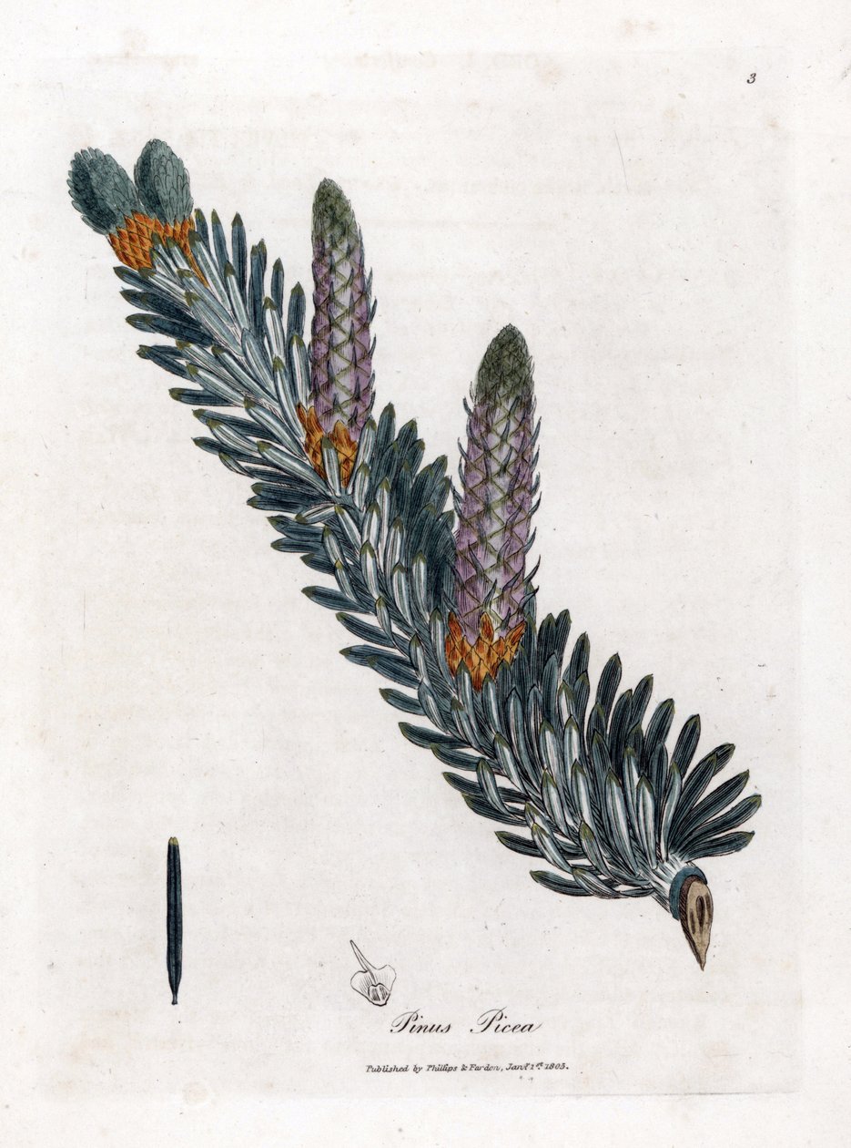 Hvid eller almindelig gran - Sølvgran, Abies alba. Håndfarvet kobberstik fra en botanisk illustration af James Sowerby fra William Woodville og Sir William Jackson Hookers "" Medical Botany,"" John Bohn, London af James Sowerby
