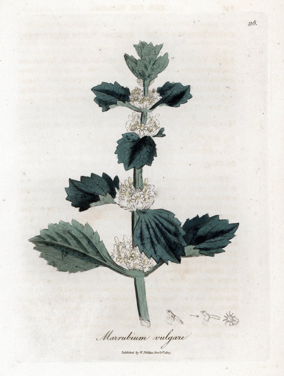 Hvid eller almindelig marrube - Hvid horehound, Marubium vulgare. Håndfarvet kobberstik fra en botanisk illustration af James Sowerby fra William Woodville og Sir William Jackson Hookers "" Medical Botany,"" John Bohn, London af James Sowerby