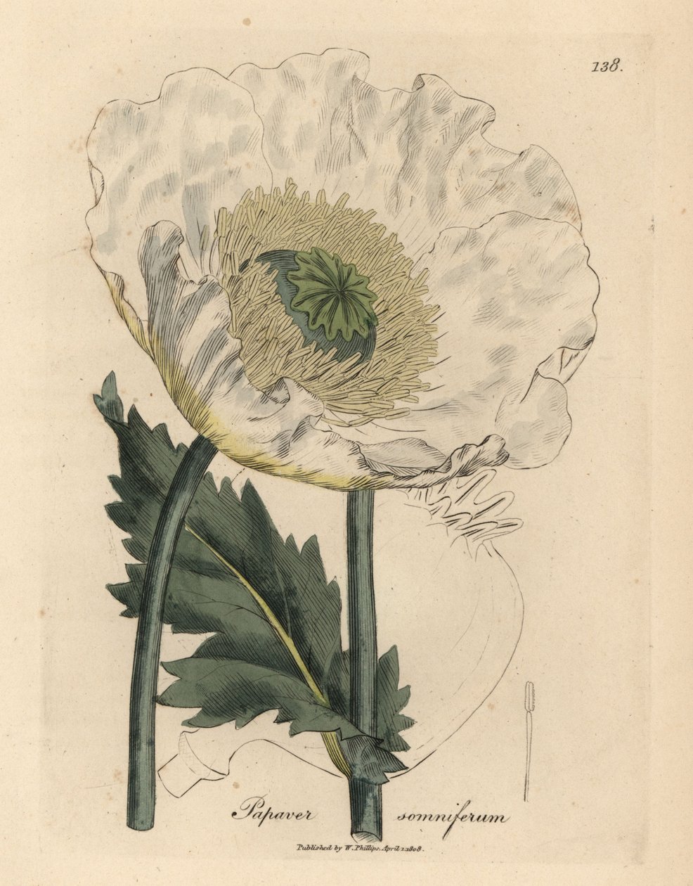 Hvid valmue, Papaver somniferum af James Sowerby