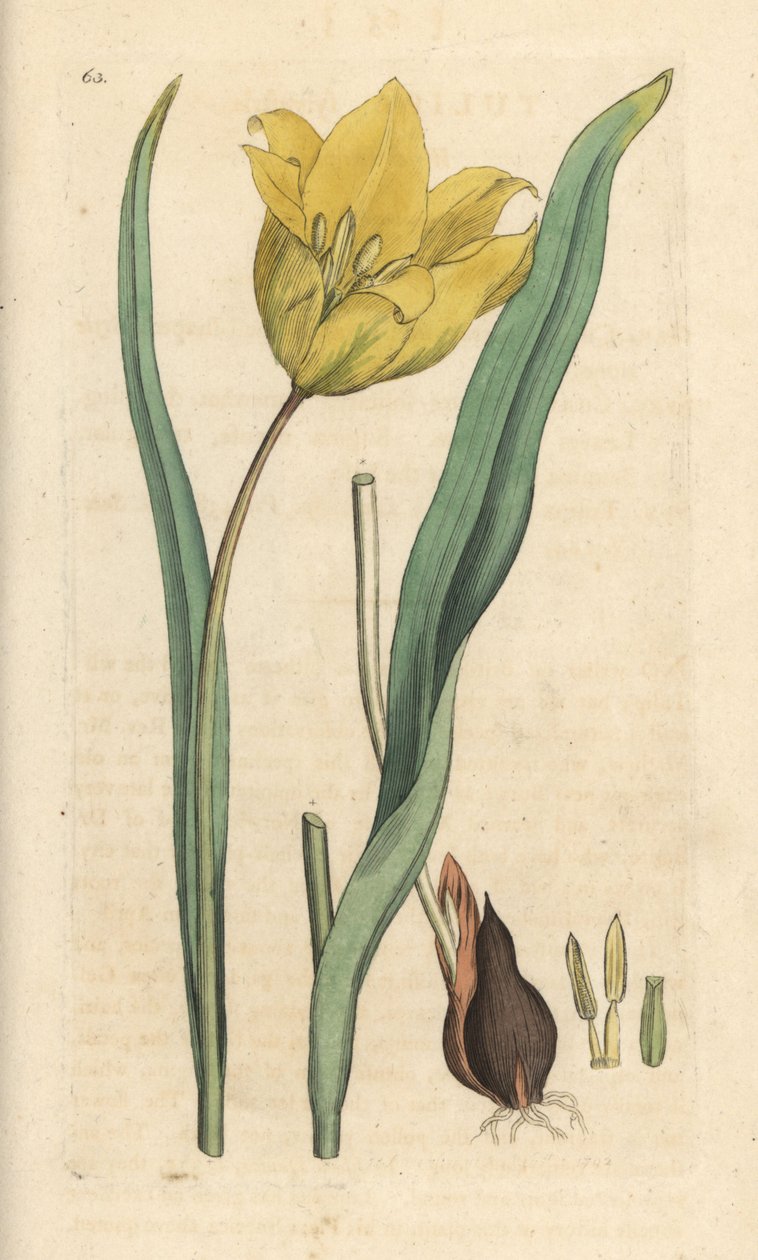 Vild tulipan, Tulipa sylvestris (vild tulipan) Håndfarvet kobberstik efter en illustration af James Sowerby fra James Smith