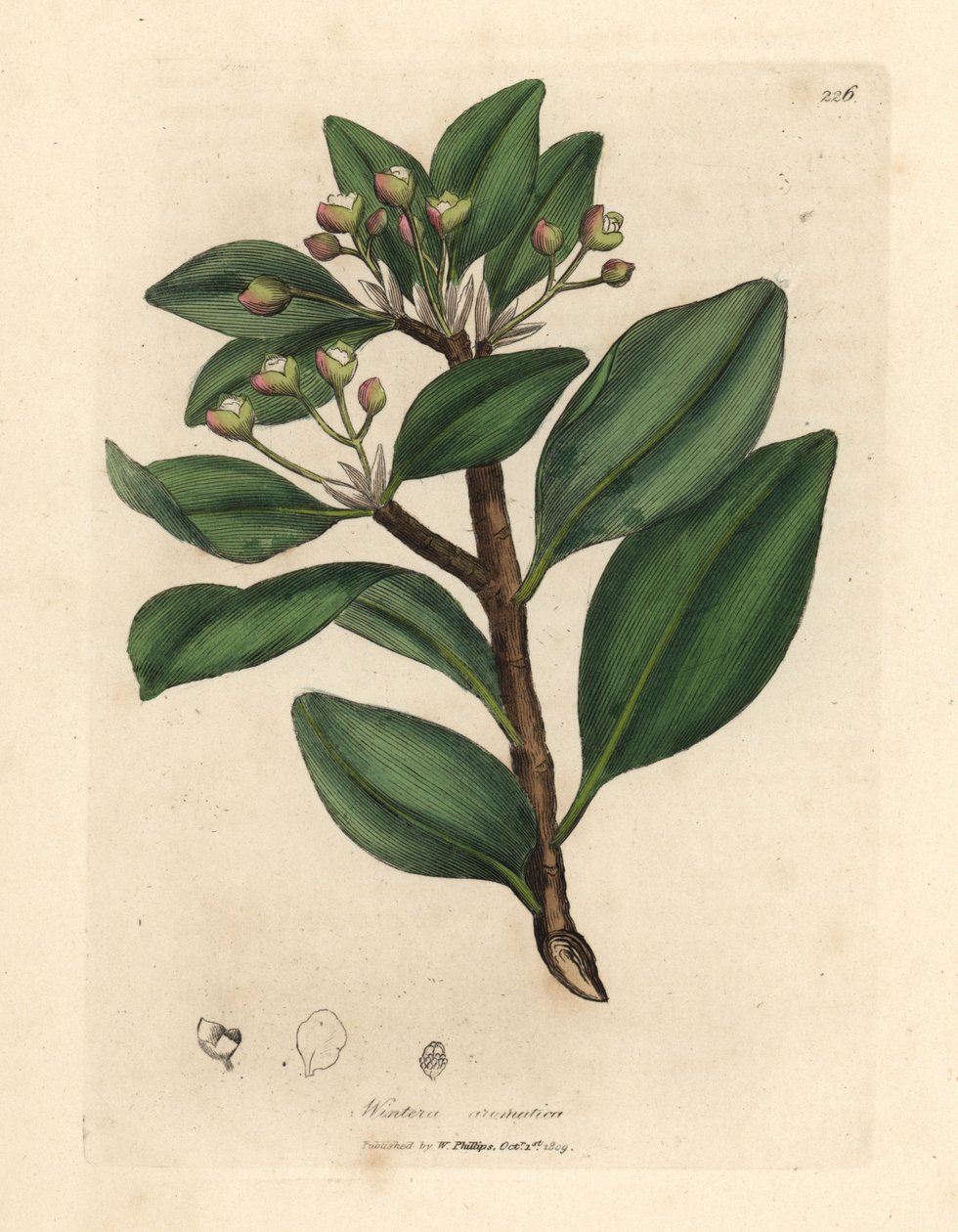 Vinterens barktræ, Wintera aromatica, Drimys winteri af James Sowerby