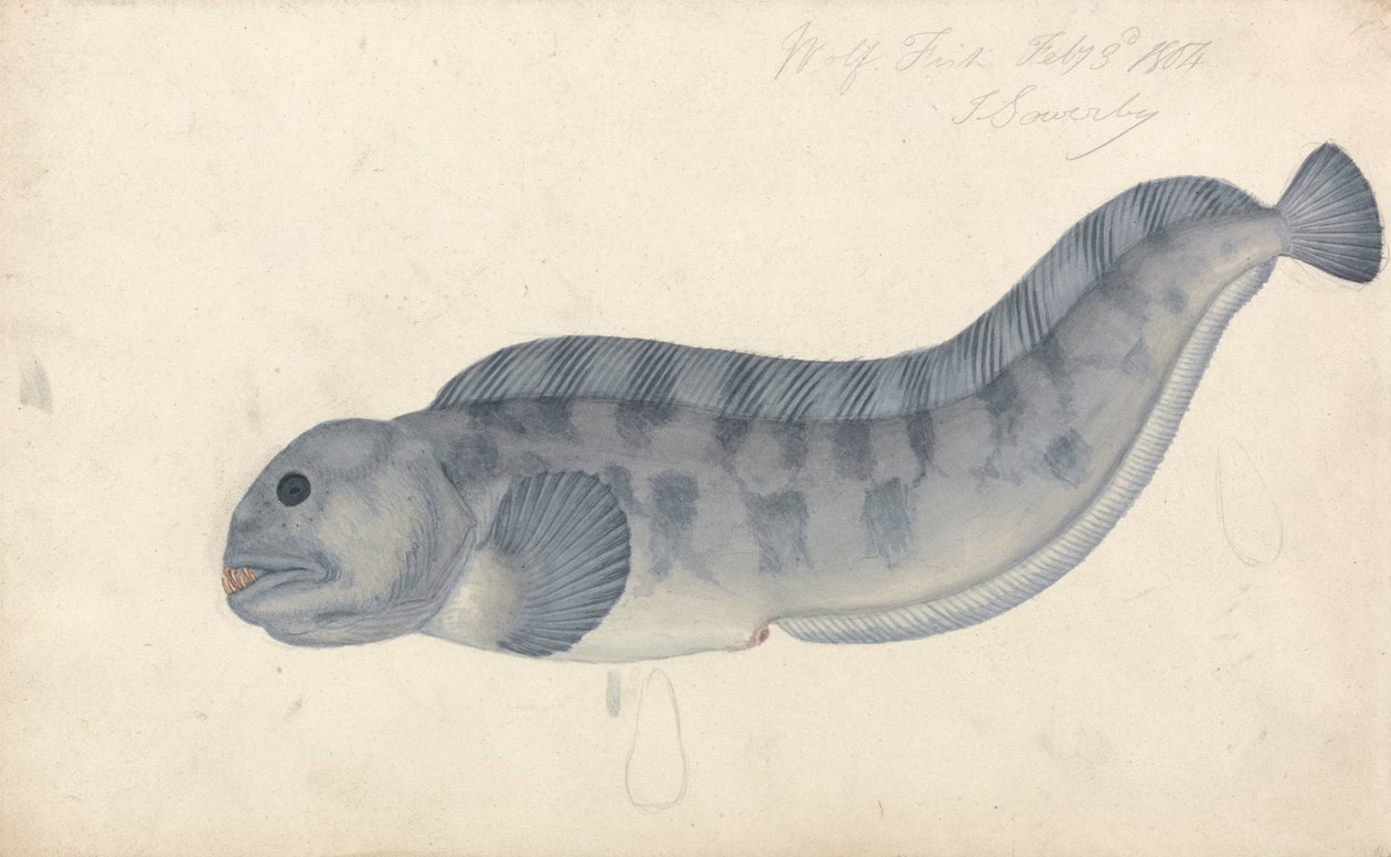 Ulvefisk af James Sowerby