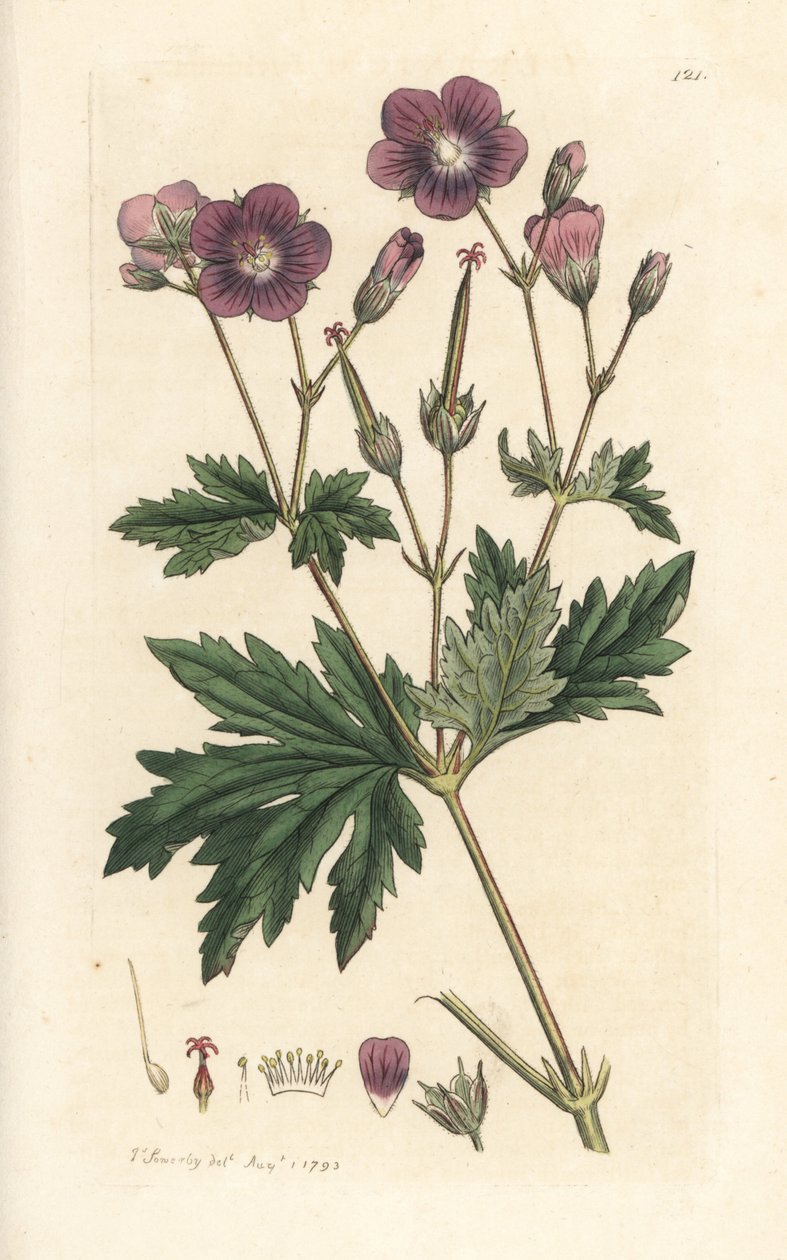 Tranenæb eller skovpelargonium, Geranium sylvatium (trægeranium) Håndfarvet kobberstik efter en illustration af James Sowerby fra James Smith
