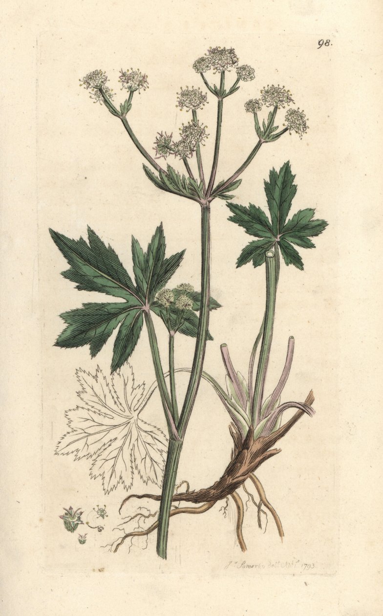 Træsanikel, Sanicula europaea. Håndfarvet kobberstik efter en illustration af James Sowerby fra James Smith