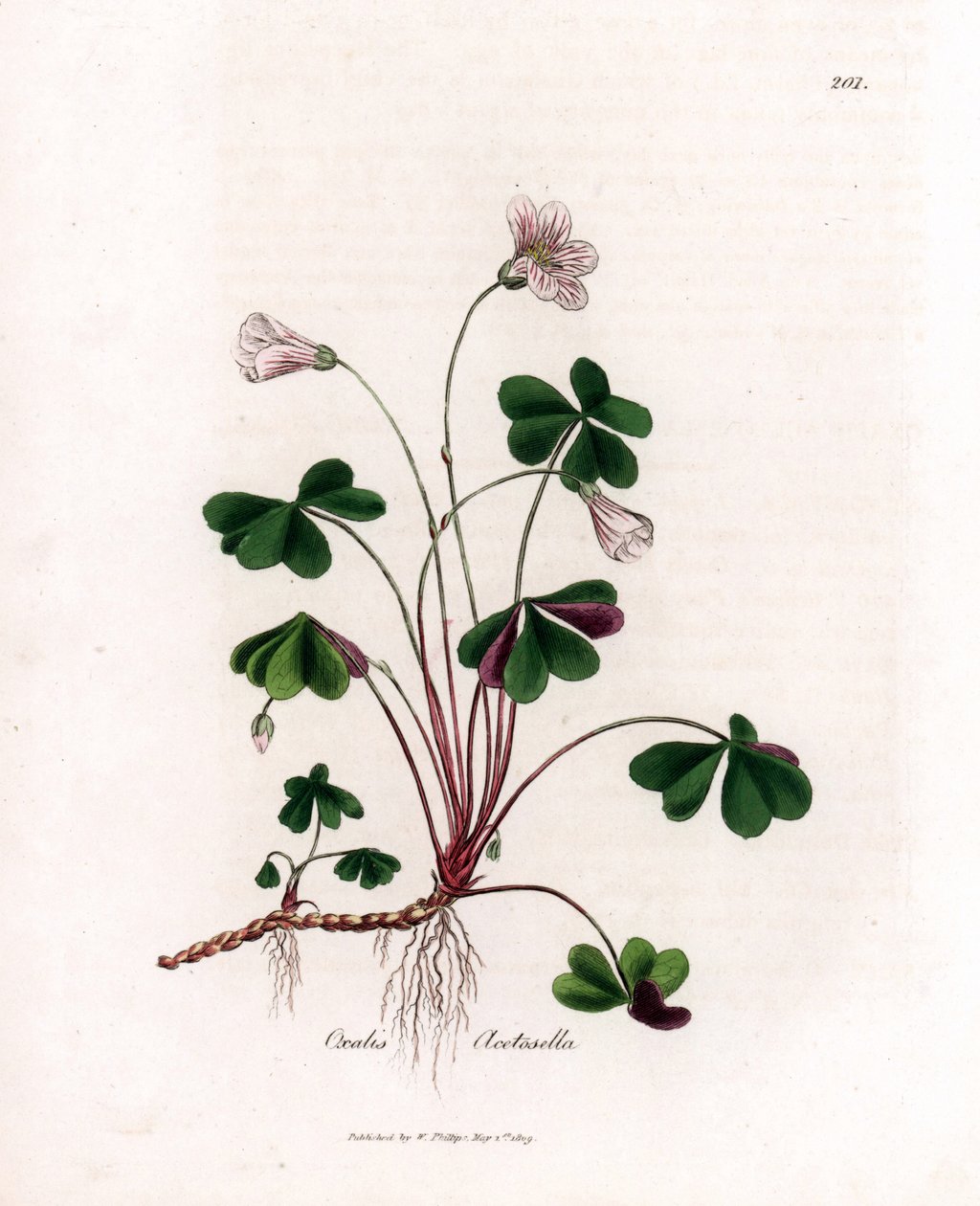 Skovsyre eller træoxalid - Skovsyre, Oxalis acetosella. Håndfarvet kobberstik fra en botanisk illustration af James Sowerby fra William Woodville og Sir William Jackson Hookers "" Medical Botany,"" John Bohn, London af James Sowerby