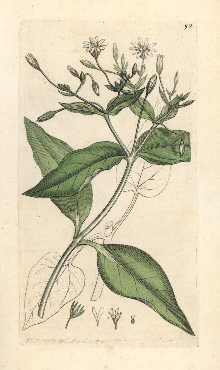 Træstikurt, Stellaria nemorum Håndfarvet kobberstik efter en illustration af James Sowerby fra James Smith