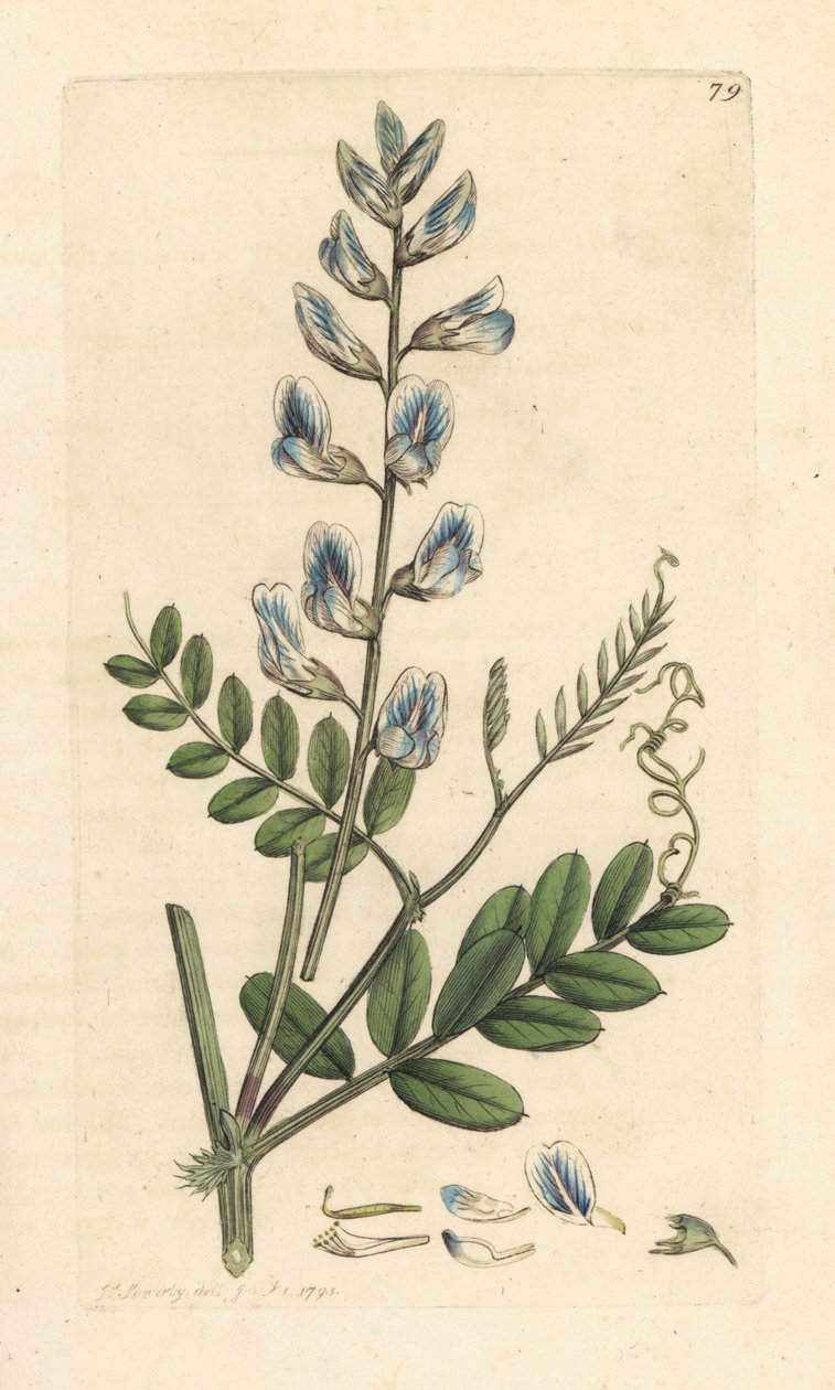 Trævikke, Vicia sylvatica (vesce des bois) Håndfarvet kobberstik efter en illustration af James Sowerby fra James Smith