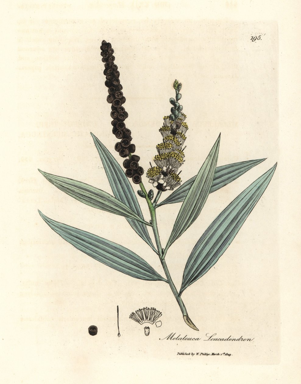 Gulblomstret cajeput træ, Melaleuca leucadendron af James Sowerby